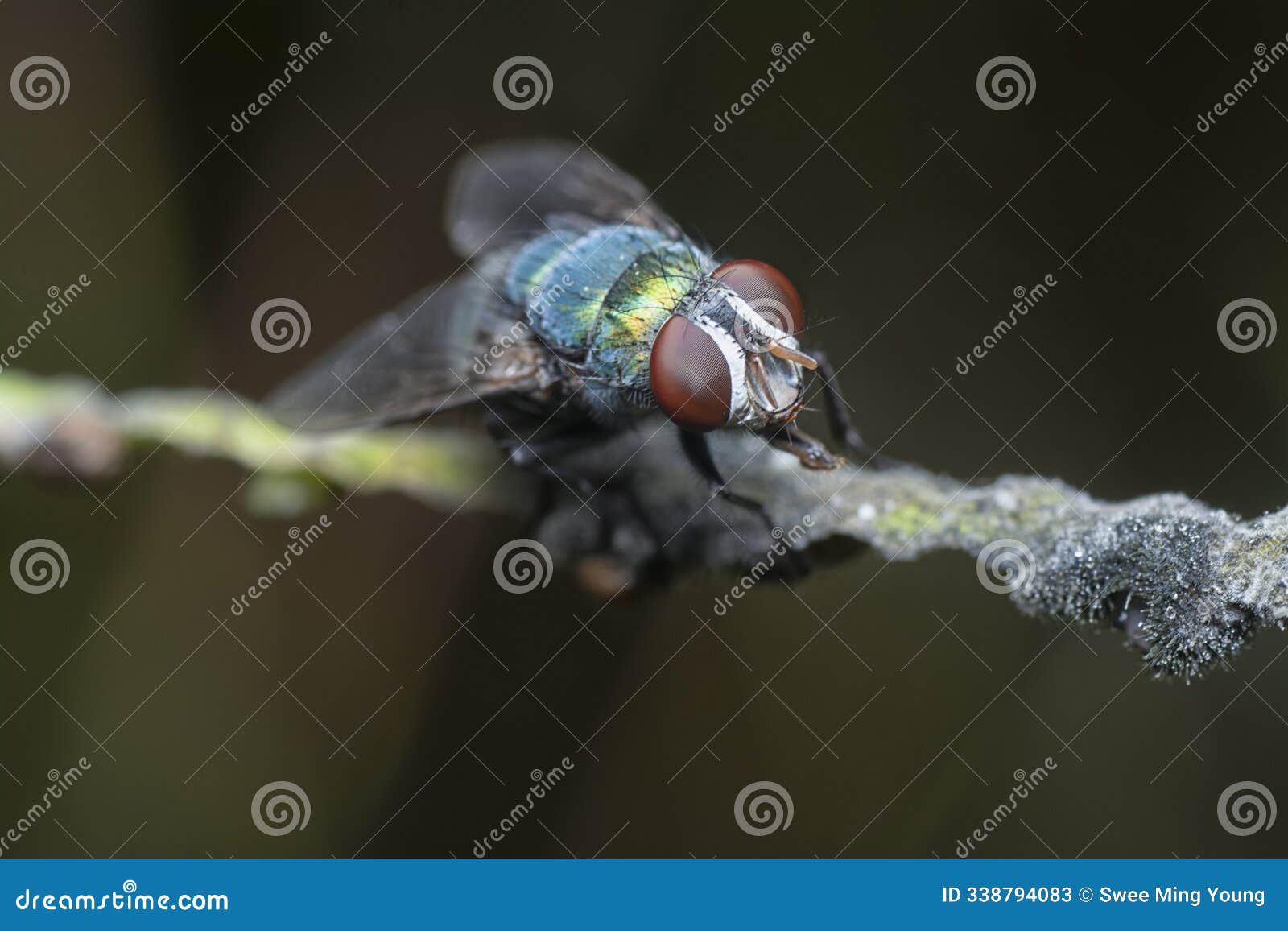macro shot of clusterfly perching on the blade of grass