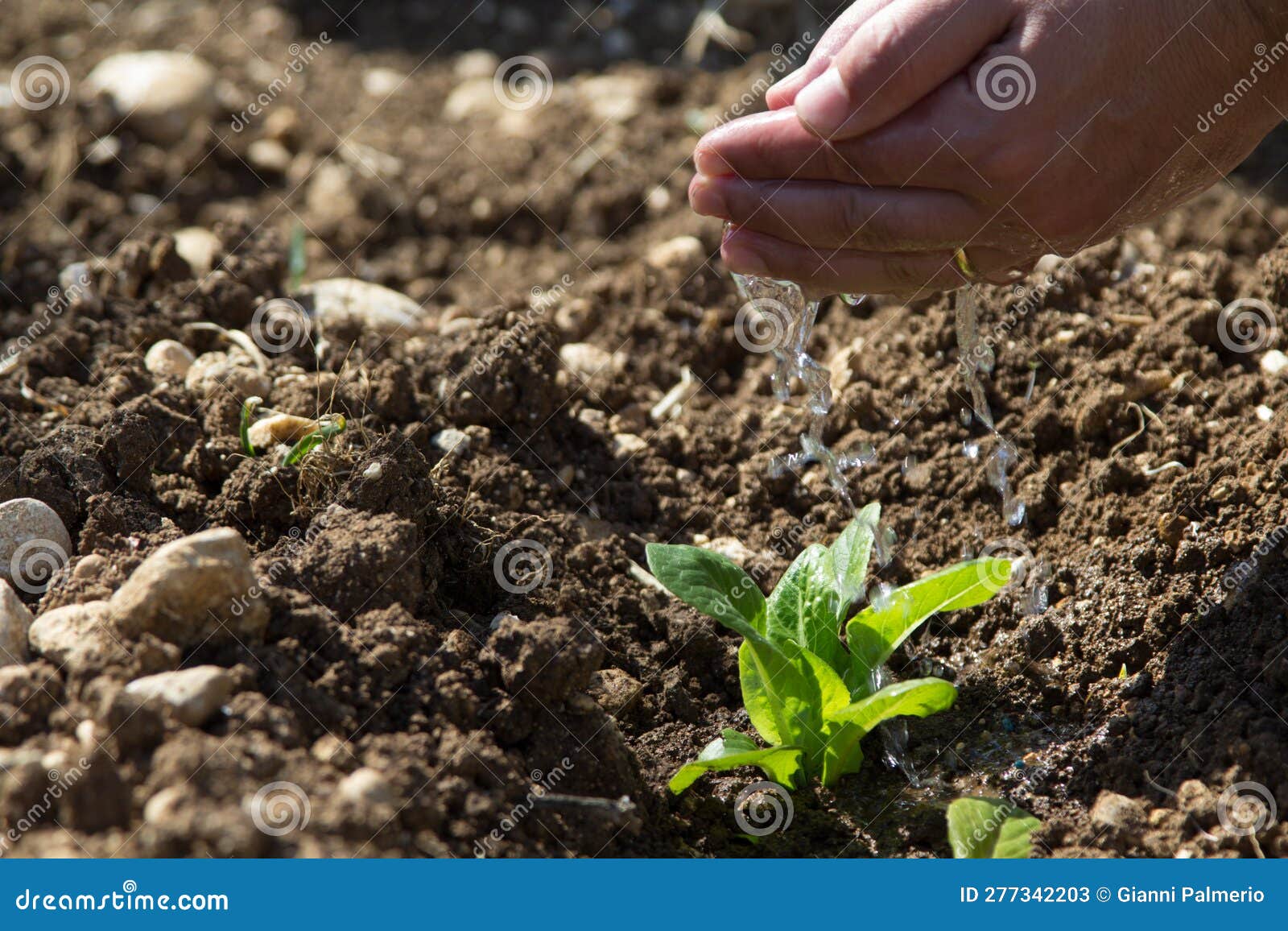 image of a man's hands pouring water on a small seedling.