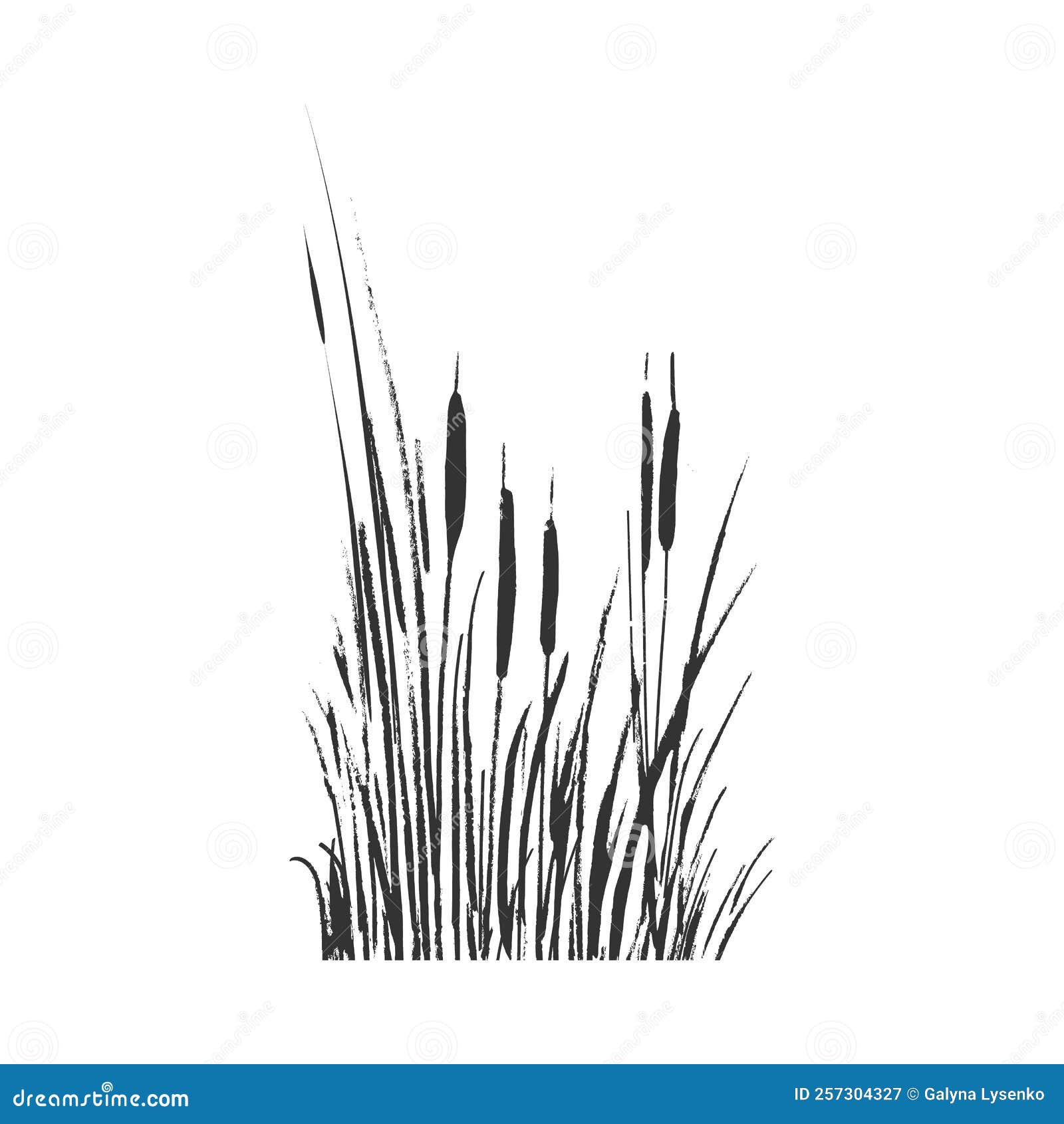 Image of a Monochrome Reed or Bulrush on a White Background.Isolated ...