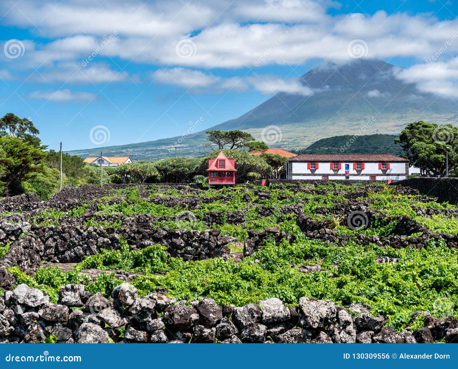 image of mountain pico with houses and vineyard on the island of pico azores