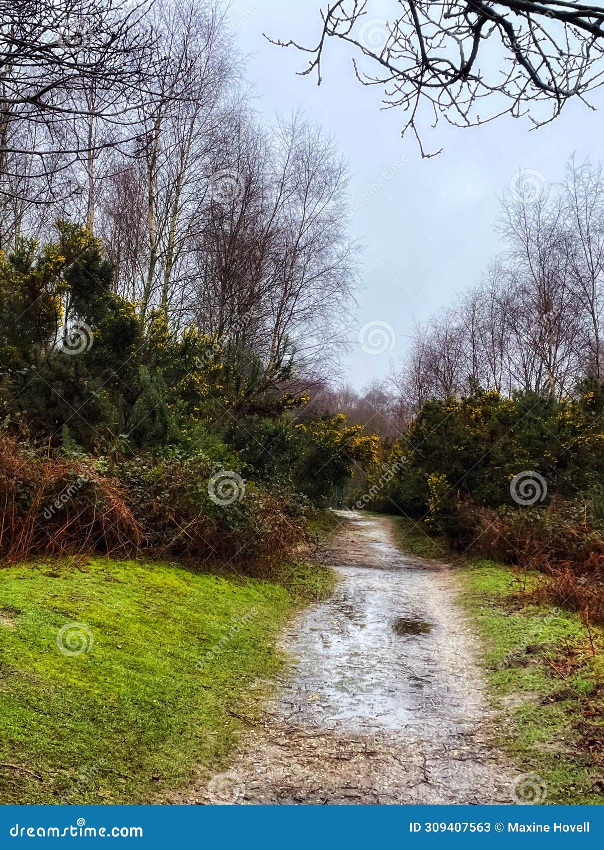 muddy path through yellow gorse