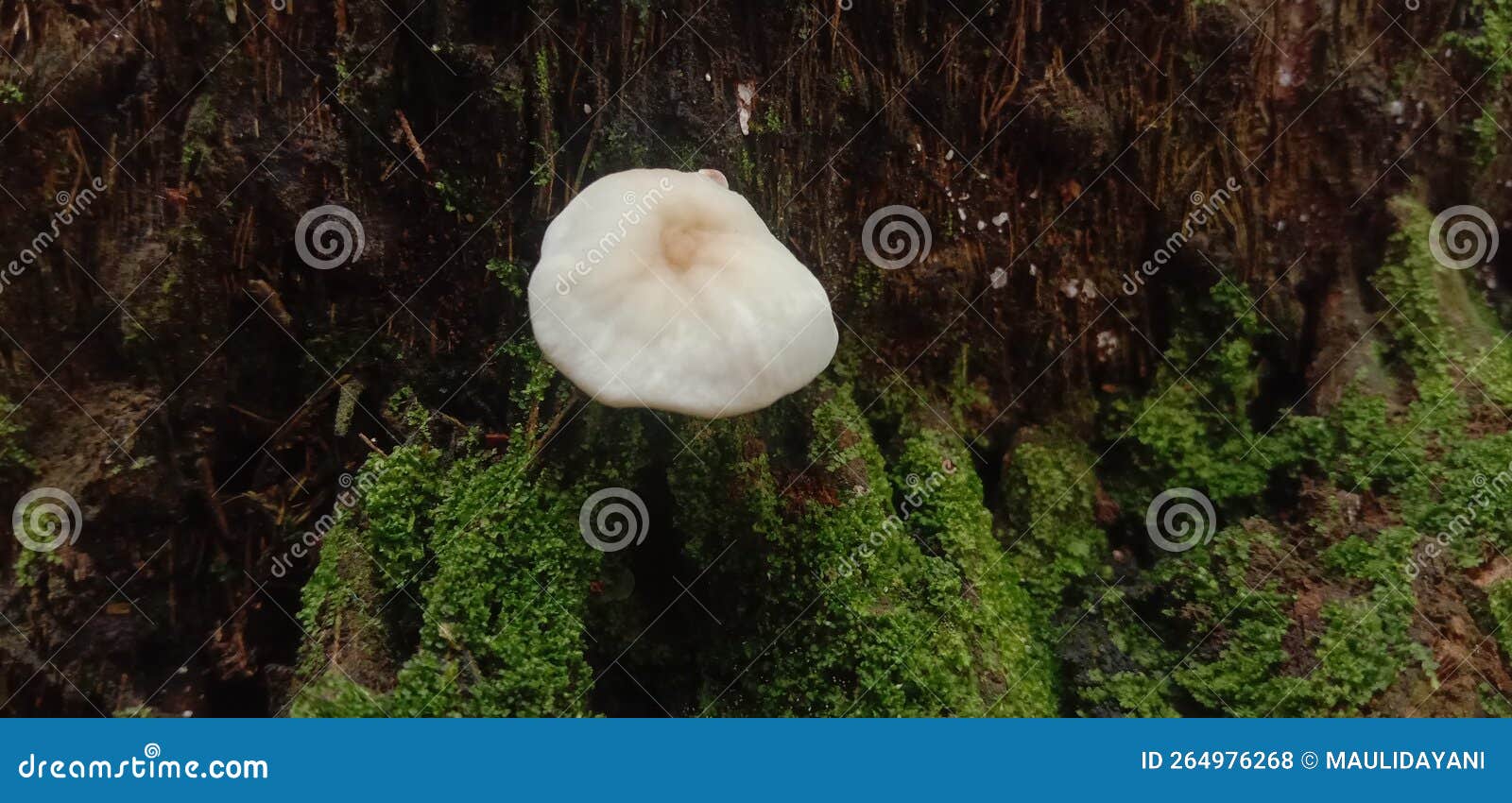 Image of Mushrooms Growing on Tree Roots in Nature Stock Photo Image