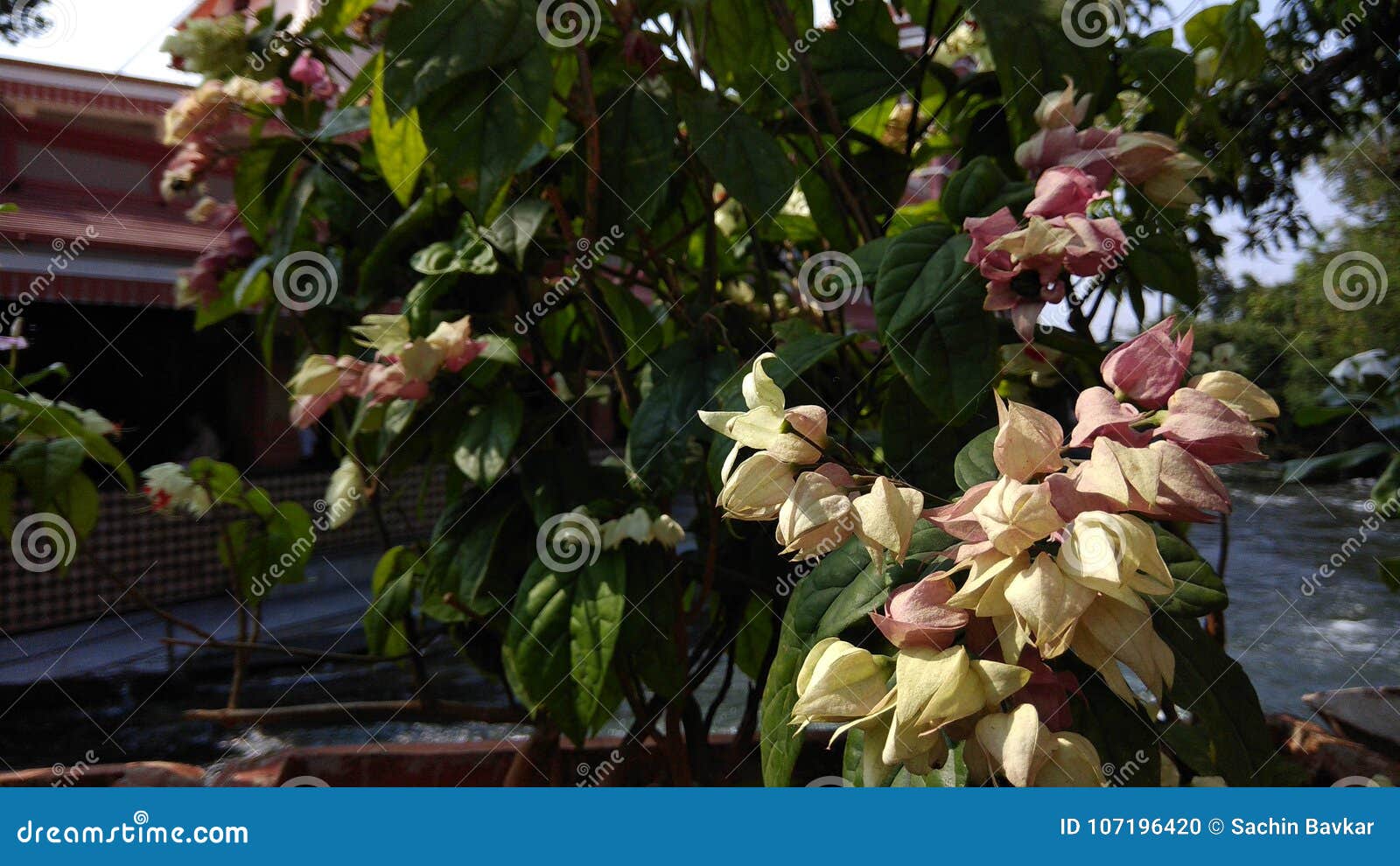 Image of My Lovely Flowers in Temple Stock Photo Image of flowers