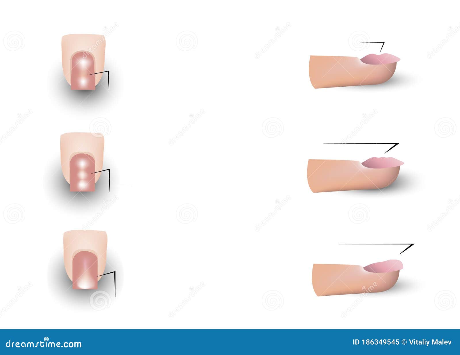 the image of the nails of the fingers. tutorial for learning manicure.    on a white