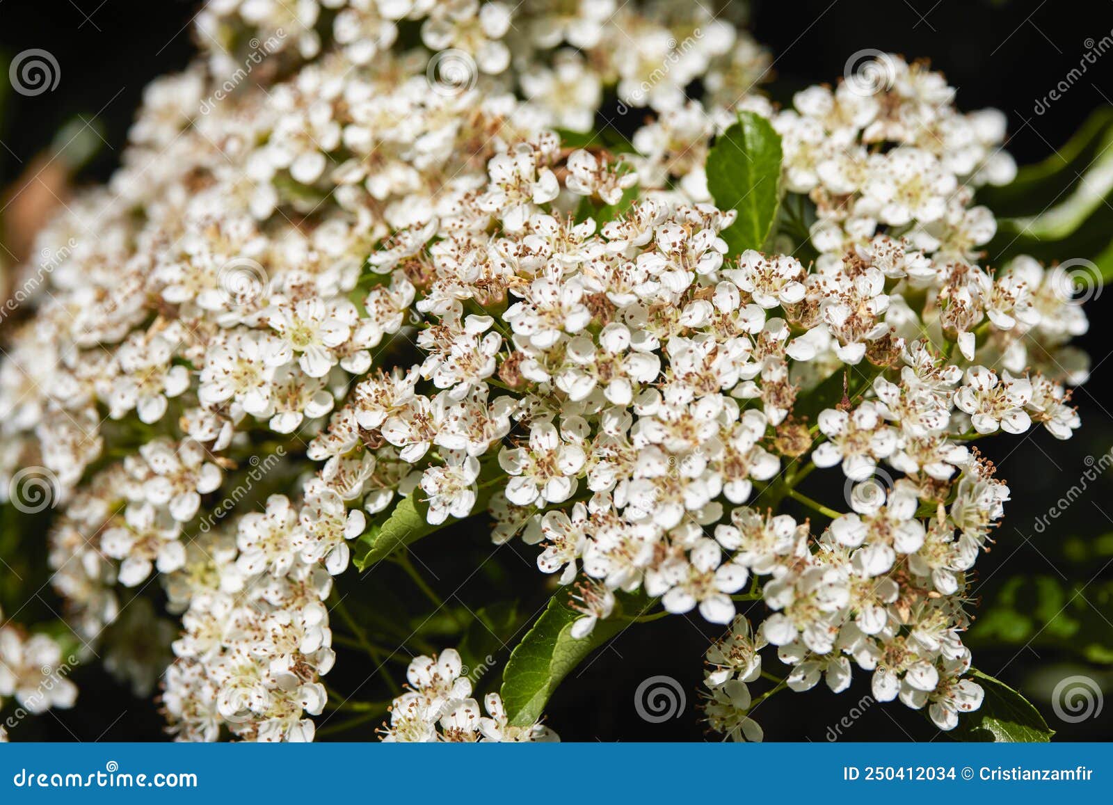 Image with a Natural Flower Stock Photo Image of closeup, petal
