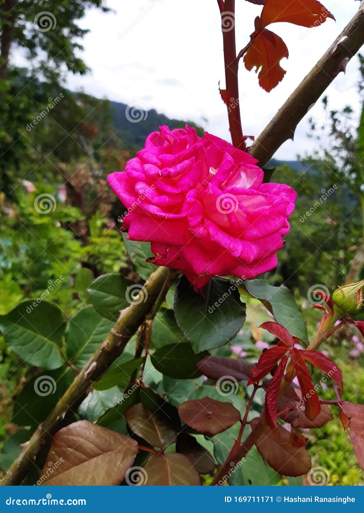 Natural Pink Rose Flower in Sri Lanka Stock Image Image of background