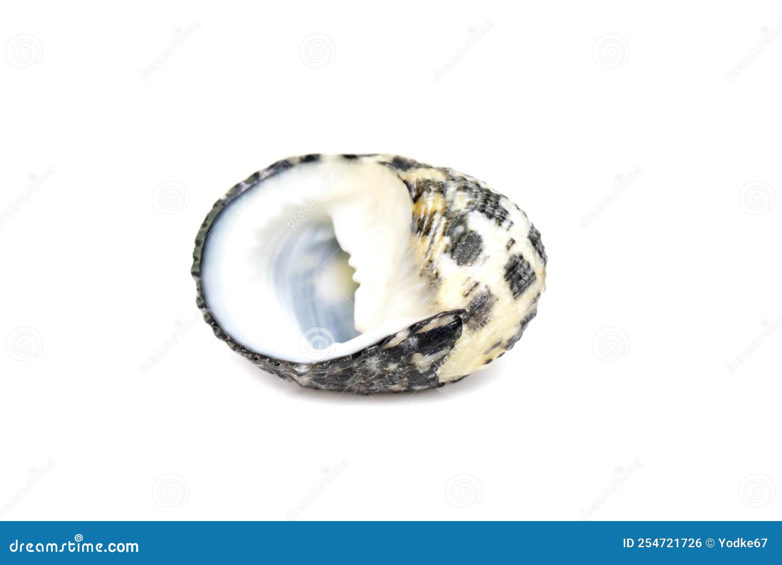 Neritina Decorative Craft Seashells - Nerite Marine Gastropod