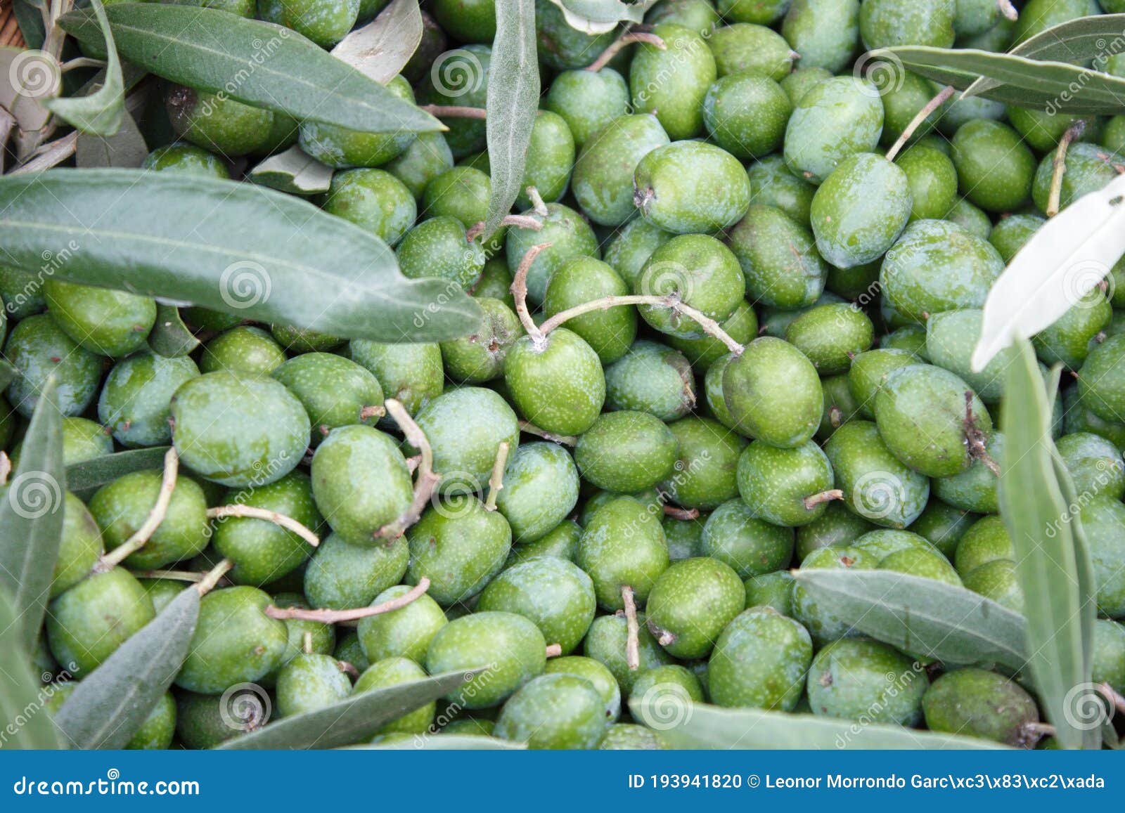 Image of Olives Freshly Picked from the Olive Tree To Make Oil Stock