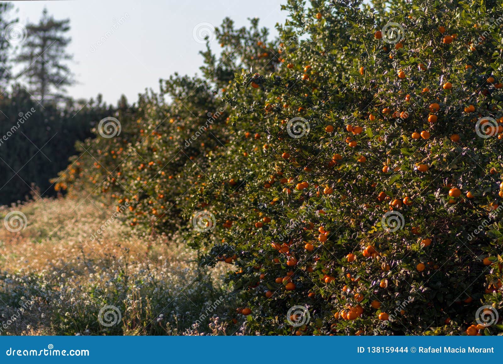 Image between Orange Trees with White Flowers Stock Photo Image of