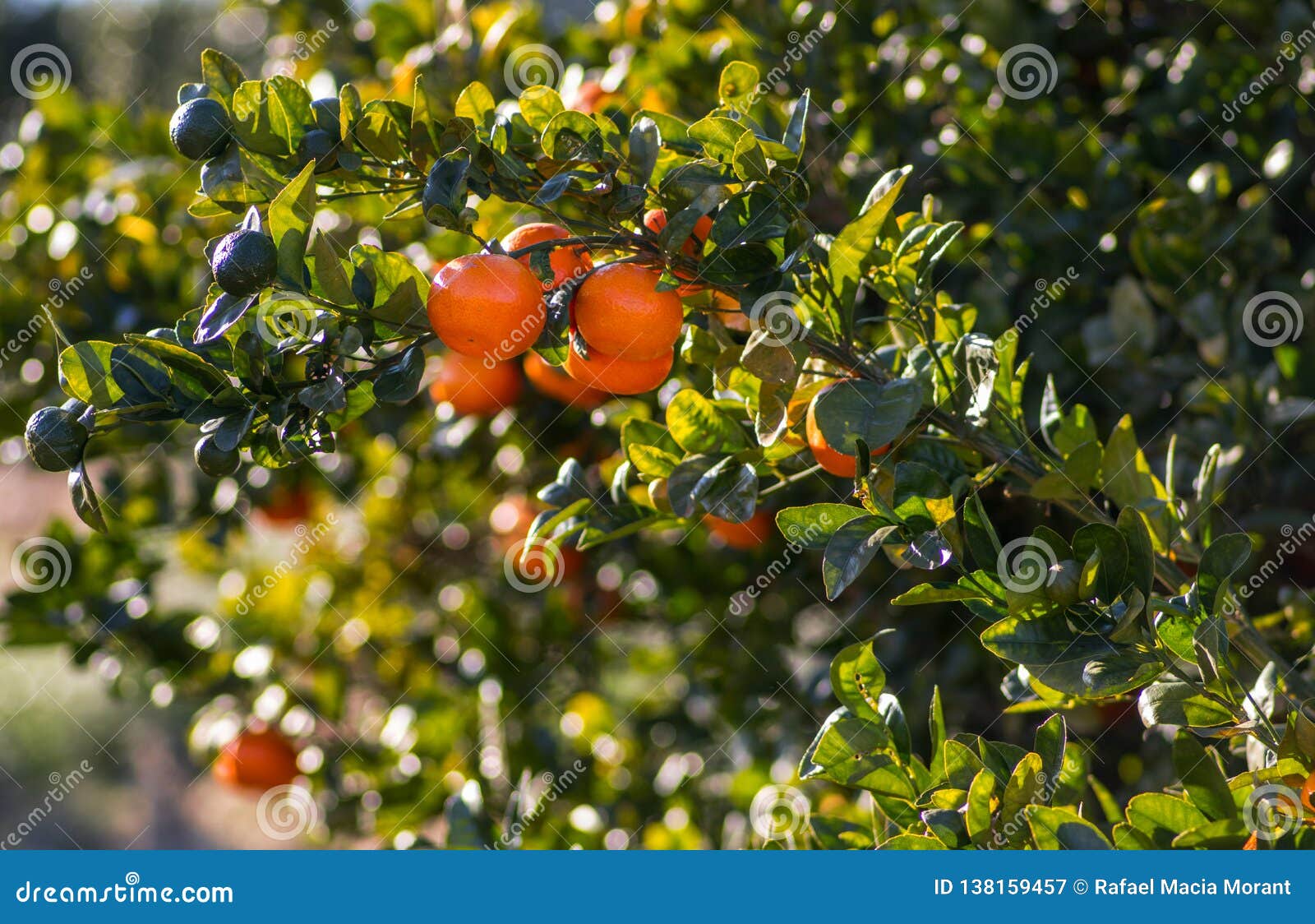 Image between Orange Trees with White Flowers Stock Image Image of