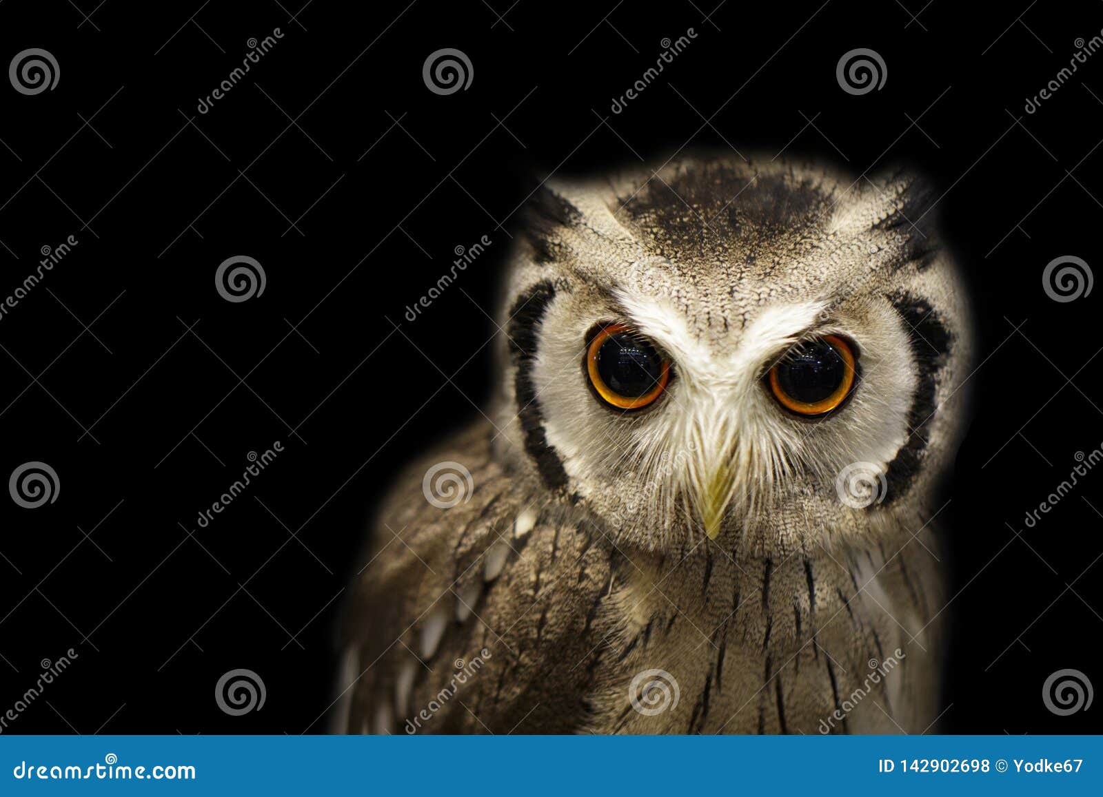 Image of an Owl on Black Background. Birds Stock Photo Image of