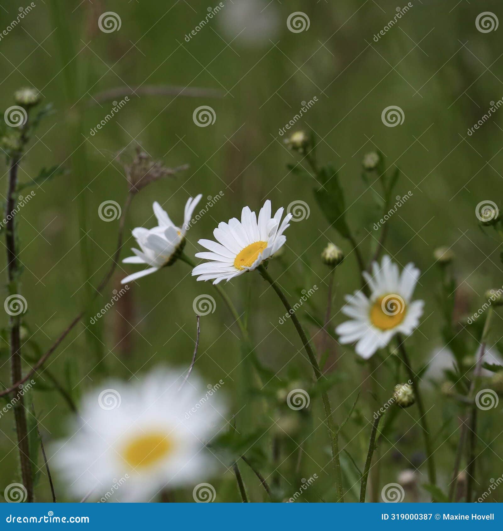 ox-eye daisies in summer