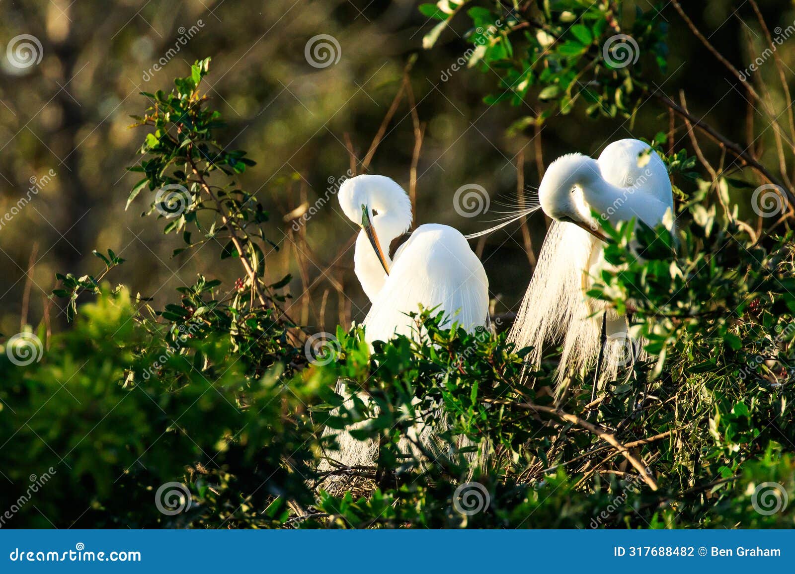 great egrets preening venice rookery