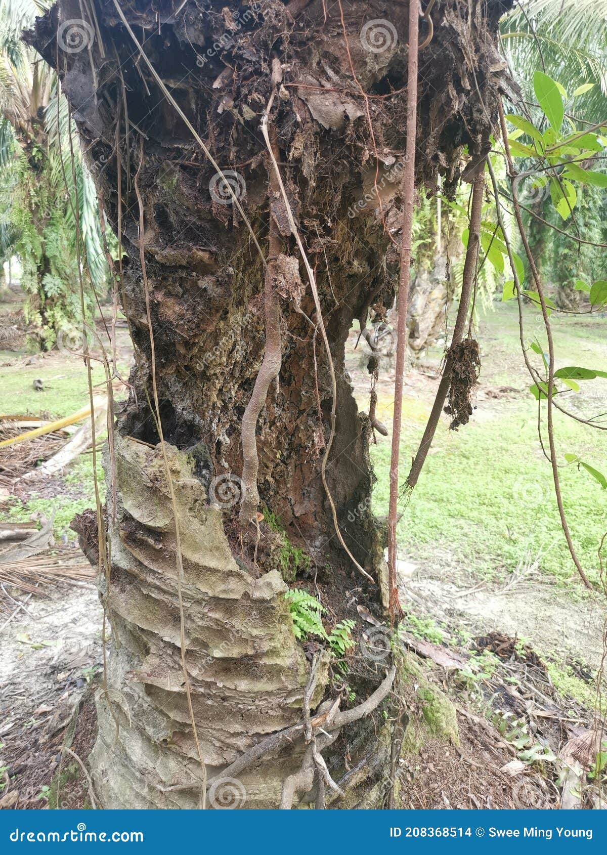 The Palm Tree Trunk Rotting with a Hole. Stock Photo - Image of nature