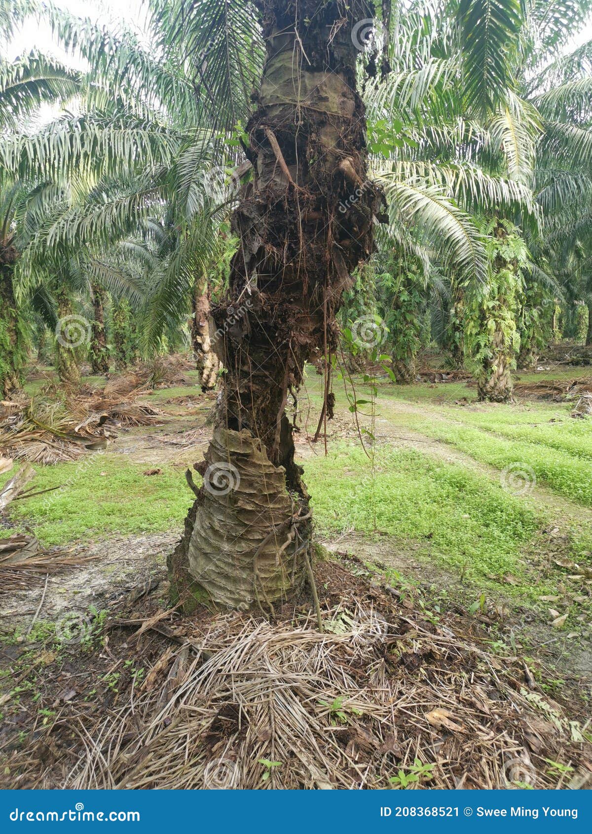 The Palm Tree Trunk Rotting with a Hole. Stock Image - Image of palm