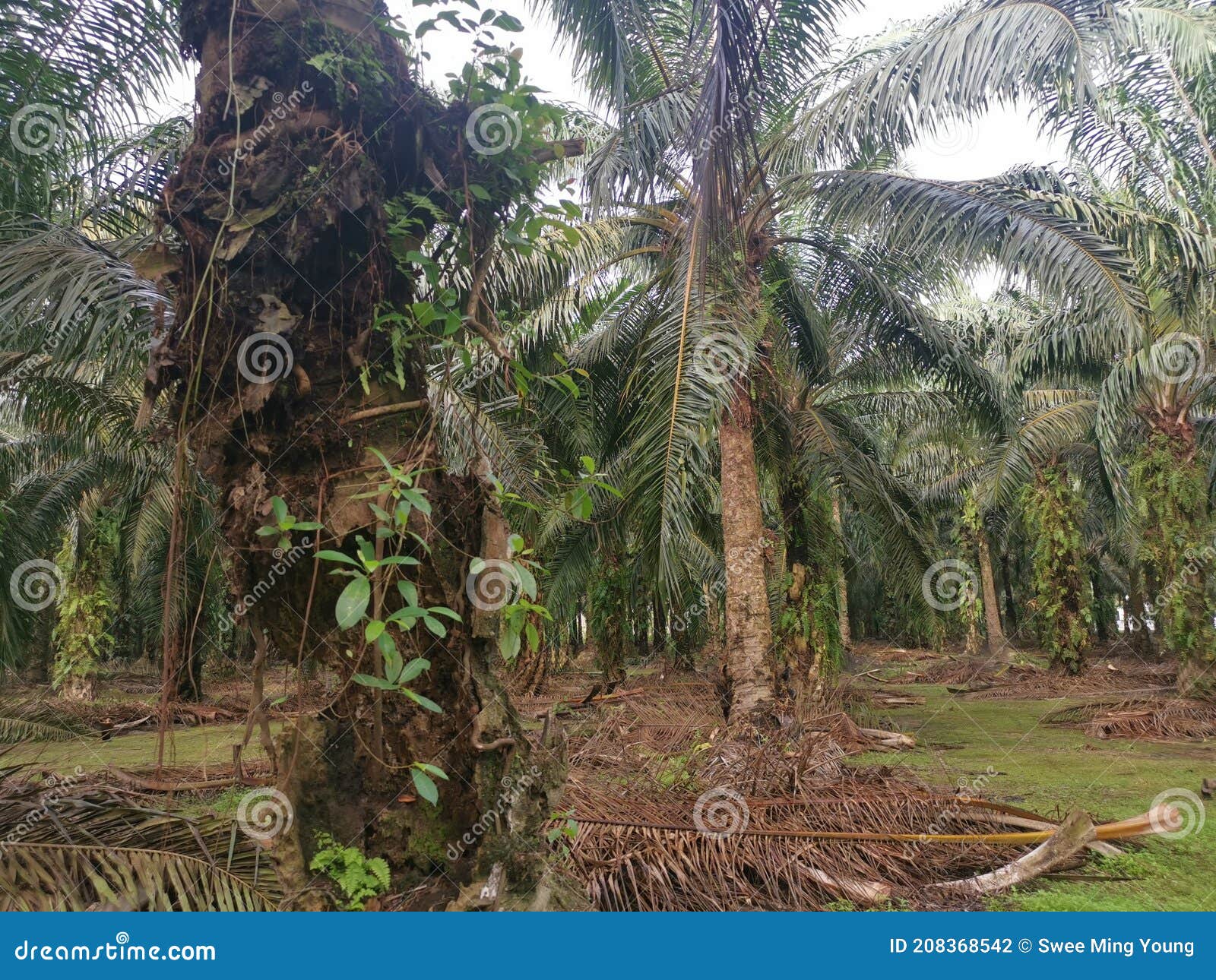 The Palm Tree Trunk Rotting with a Hole. Stock Photo - Image of damaged