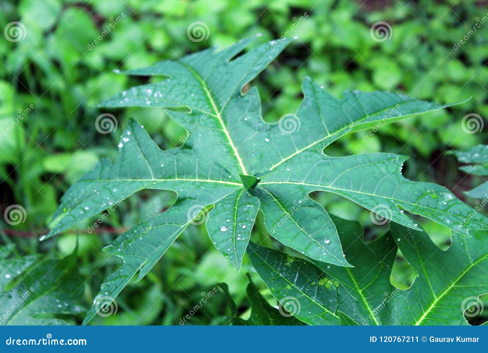 Papaya Tree Leaves stock image. Image of leaves, plants 120767211