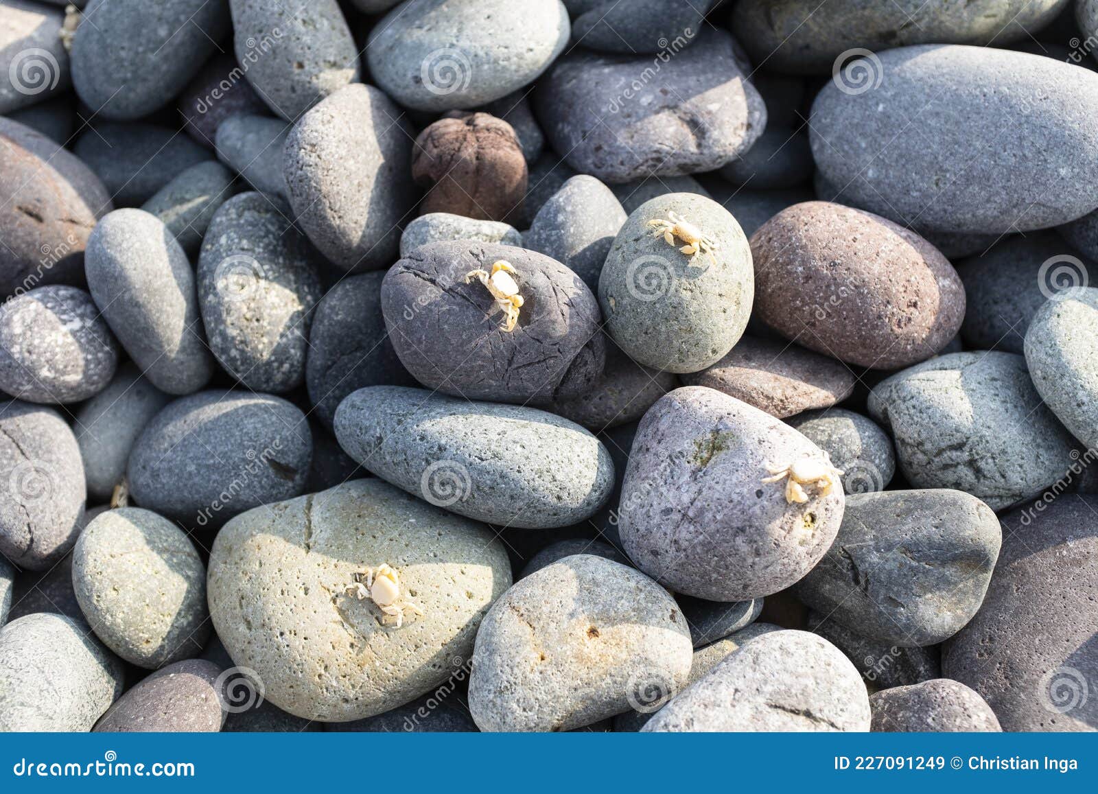 Image of Pebbles with Tiny Crabs. Pebbles from the Peruvian Beach Stock