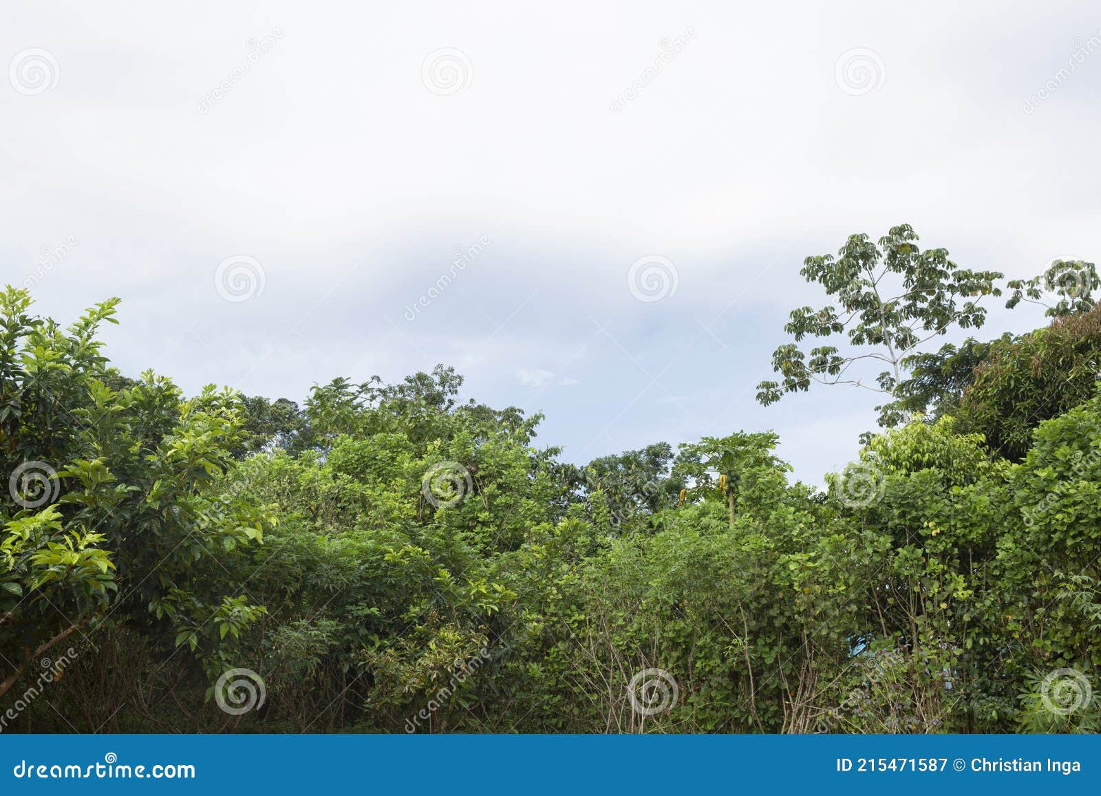 Image of Peruvian Rain Forest. Tropical Vegetation in Amazon Jungle