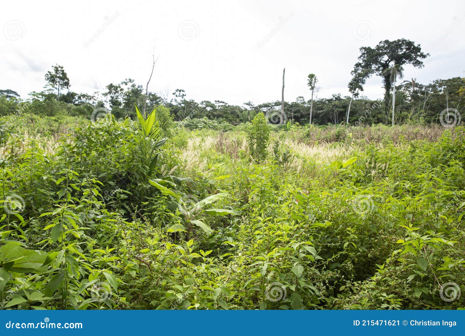 Image of Peruvian Rain Forest. Tropical Vegetation in Amazon Jungle