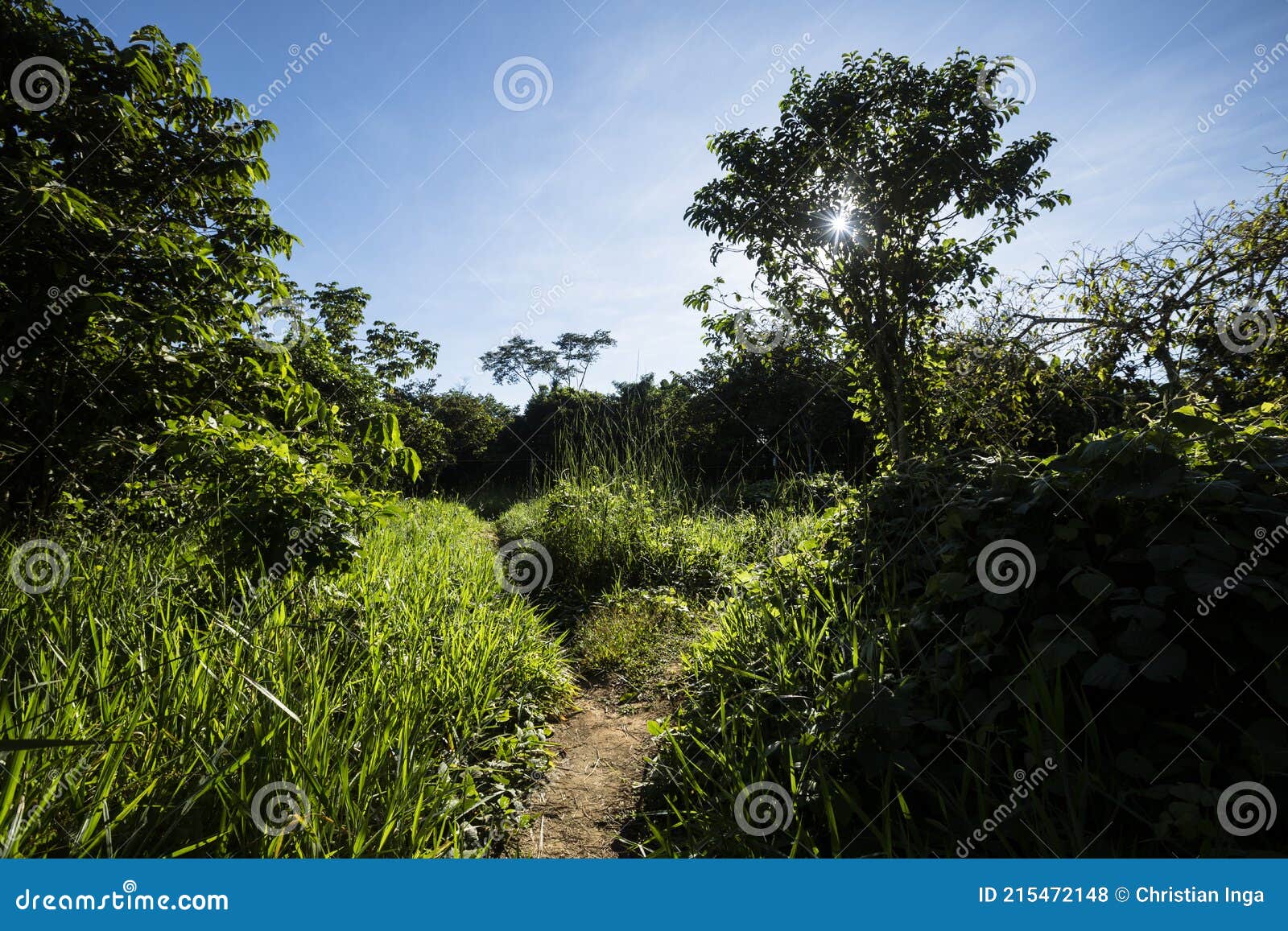 Image of Peruvian Rain Forest. Tropical Vegetation in Amazon Jungle