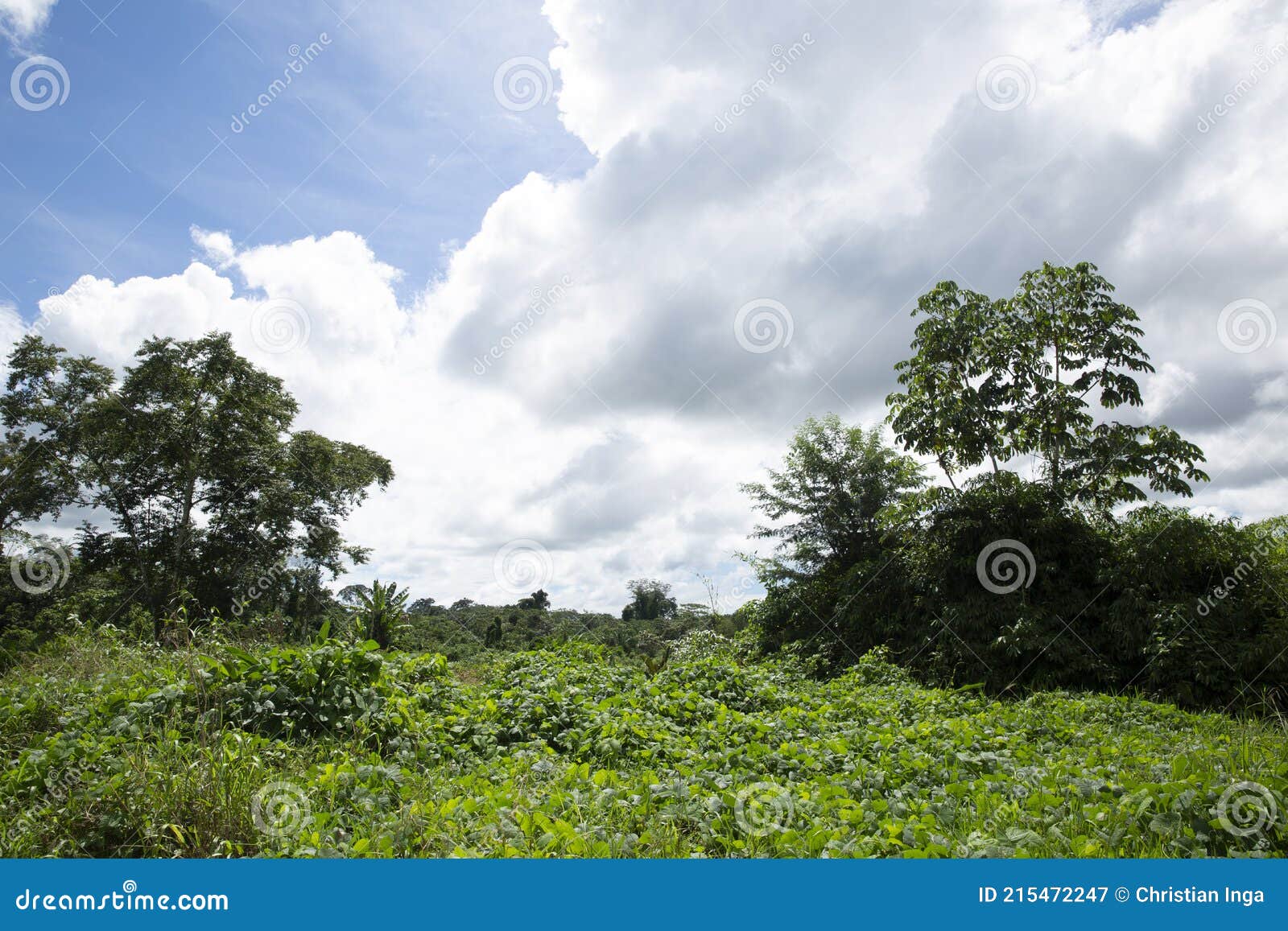 Image of Peruvian Rain Forest. Tropical Vegetation in Amazon Jungle