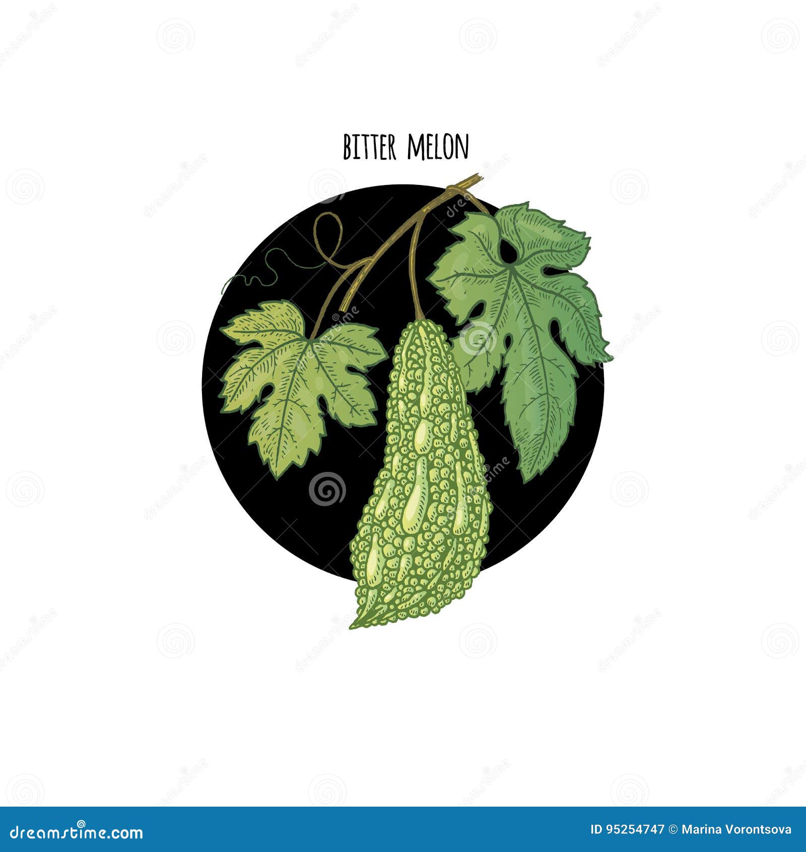 bitter guard or bitter melon with leaf vector drawing Stock Vector | Adobe  Stock