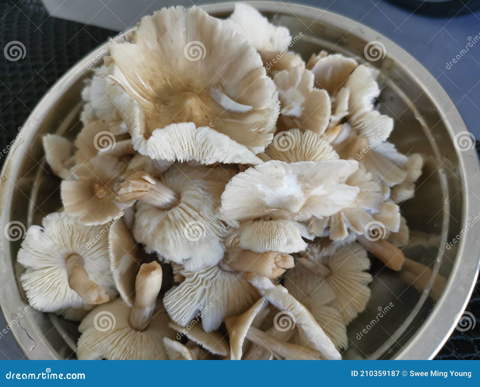 a plate of clean washed termitomyces tylerianus