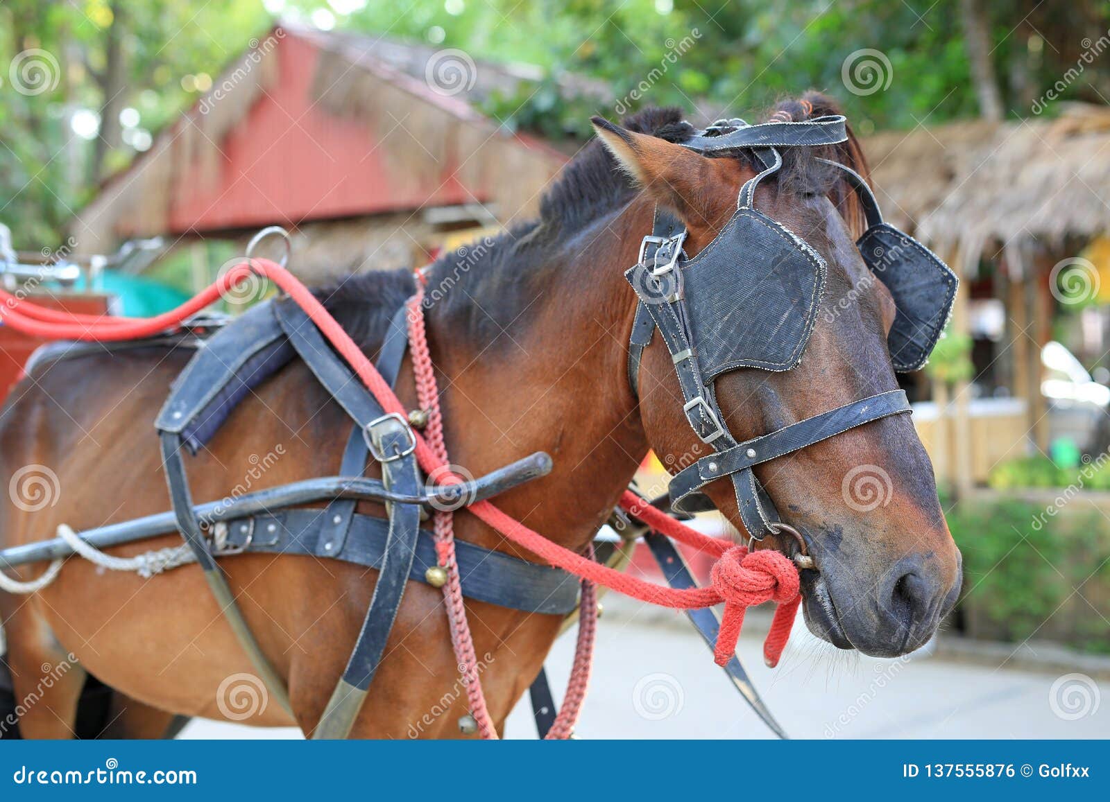 workhorse stock workhorse stock