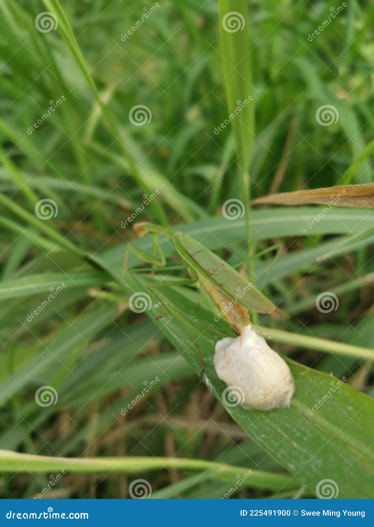 Praying Mantis Female Laying Egg Sacs on the Blade of Grass Stock Photo ...