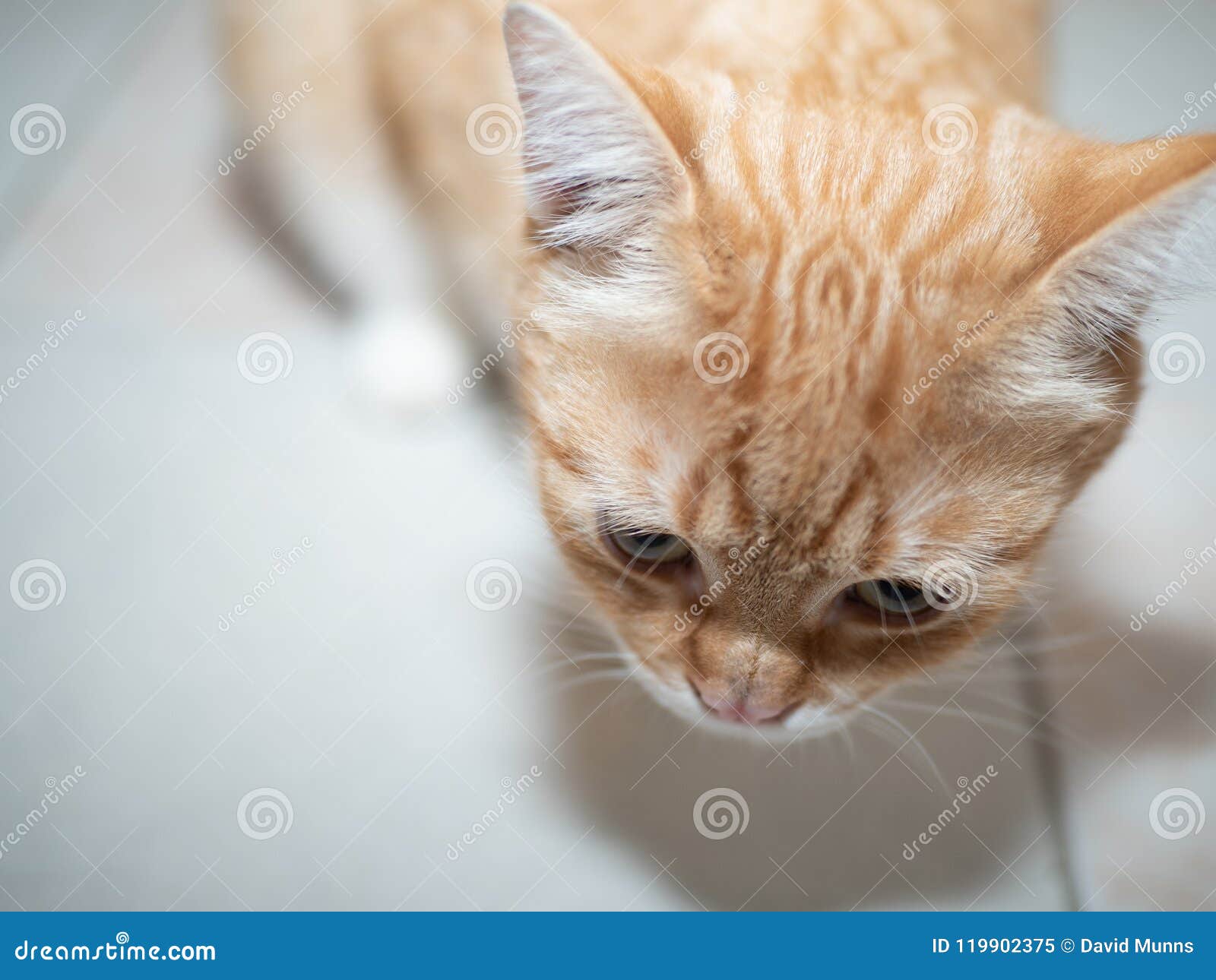 Image Prise Par Chat De Gingembre D En Haut Image Stock Image Du Favoris Importation Image Prise Par Chat De Gingembre D En Haut Image Stock Image Du Favoris Importation