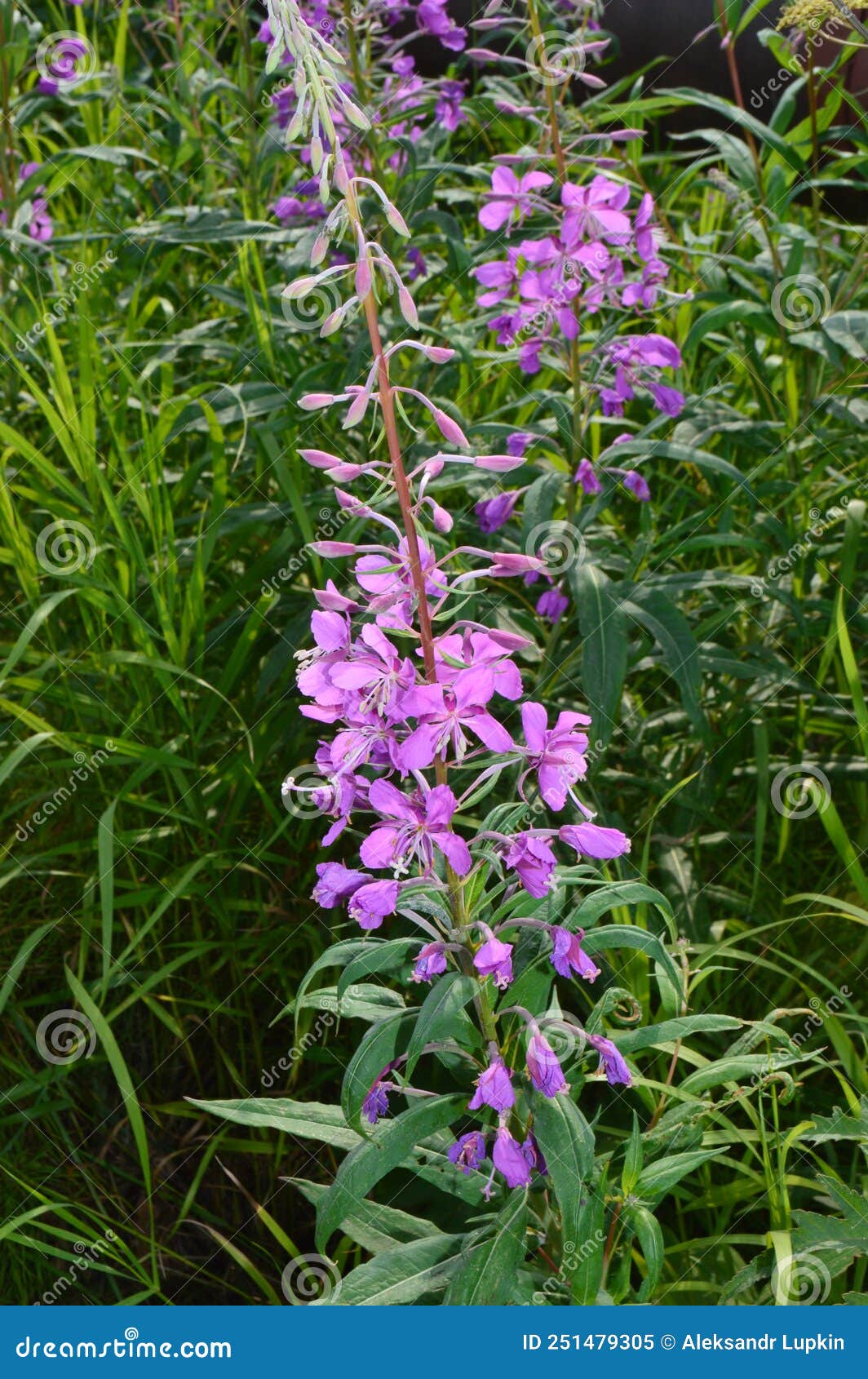 purple flowers of willow-tea or narrow - leaved cypress