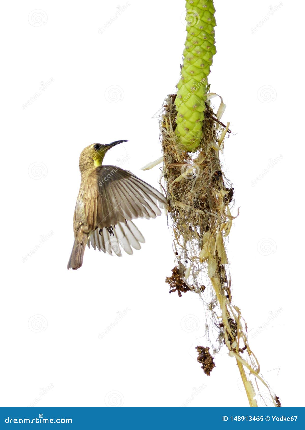 image of purple sunbirdfemale is making its nest on white background. cinnyris asiatica bird. animal