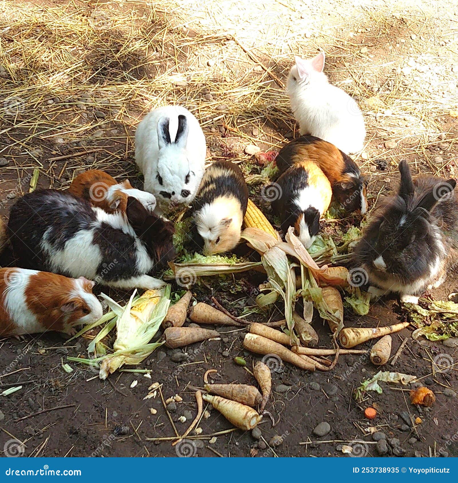Image of Rabbits and Hamsters at Lunch Time Stock Image Image of