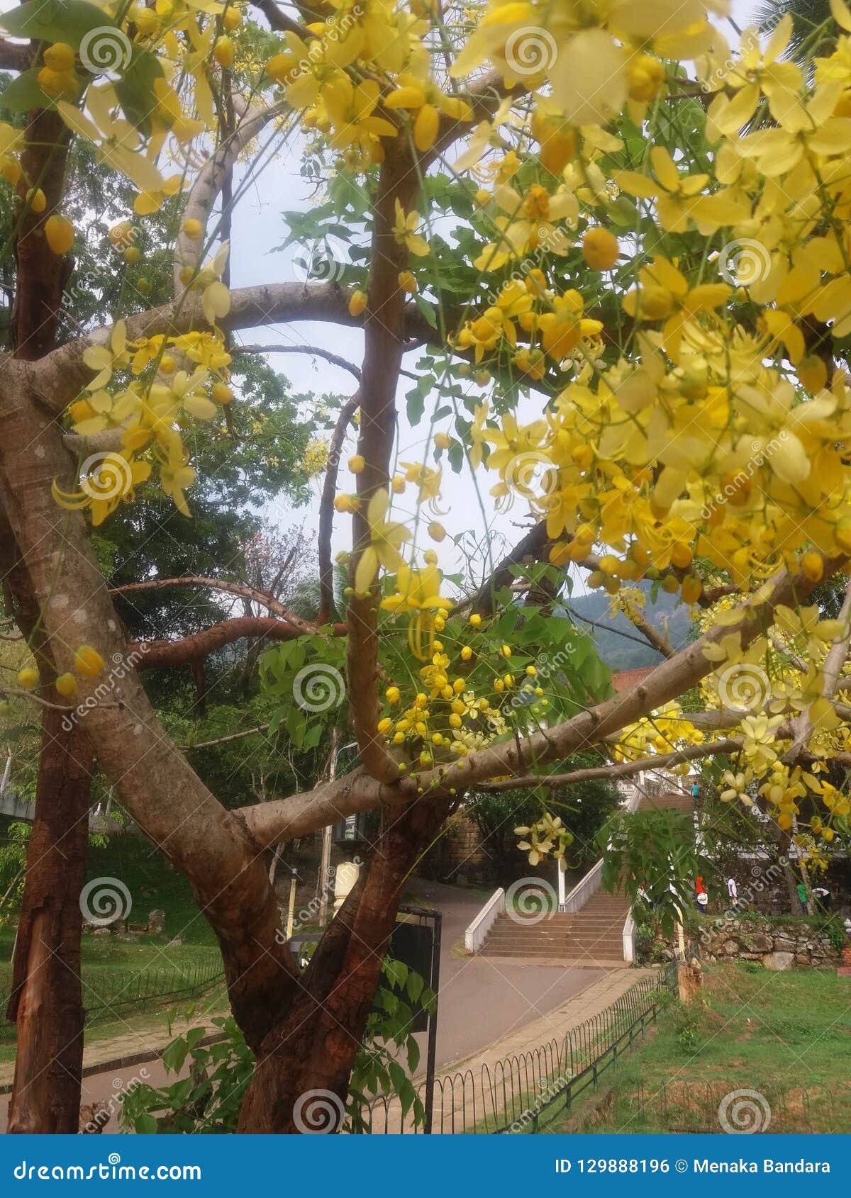 This Image is Flower Tree of Sri Lanka Stock Photo Image of outdoor, enviroment 129888196