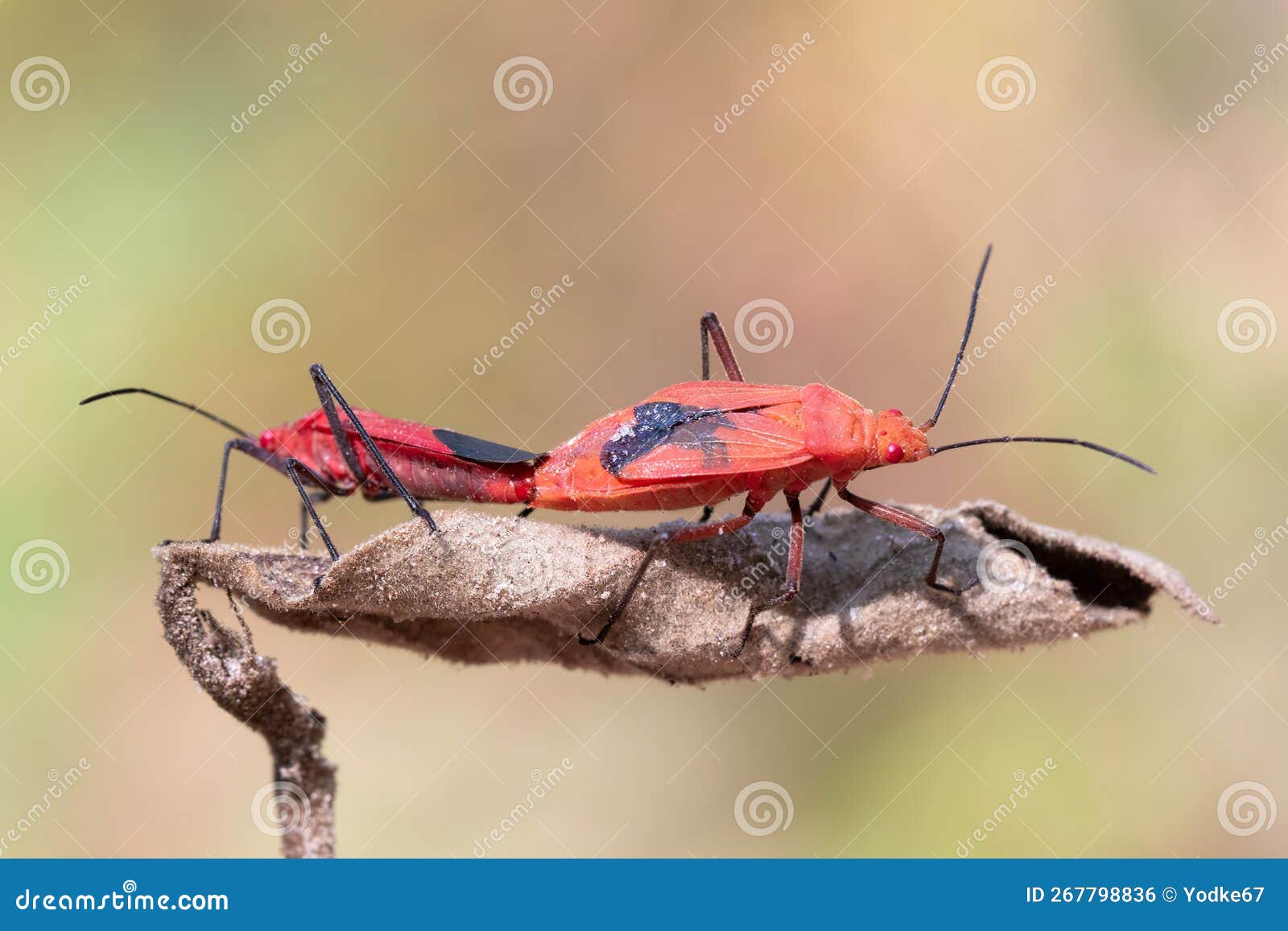 Red Cotton Bug