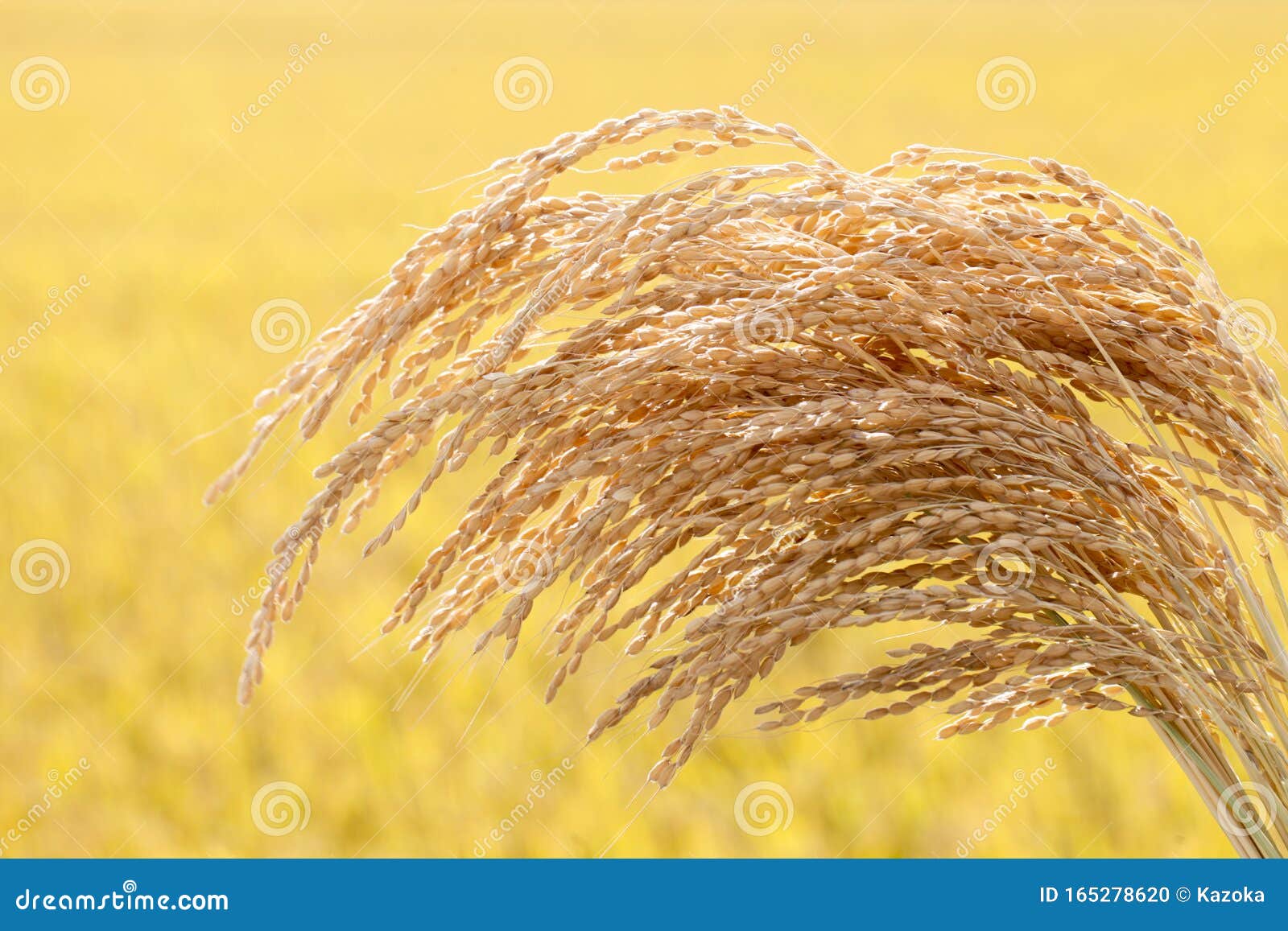 Rice that Has Been Harvested Stock Photo Image of agriculture, inada