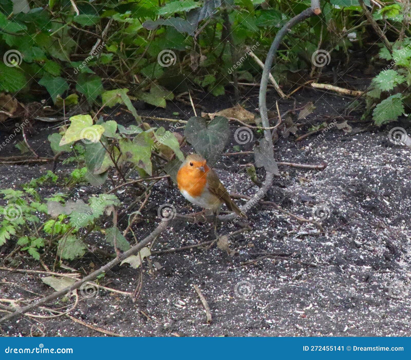 robin sitting on a branch