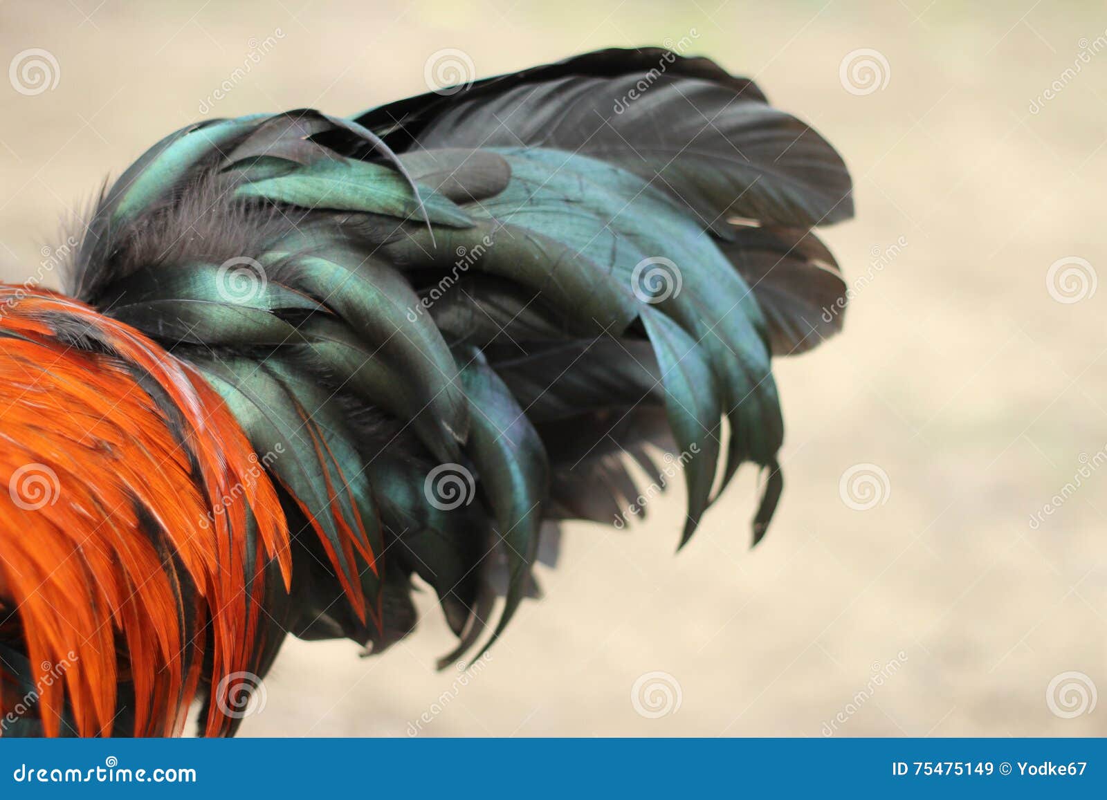 Image of rooster tail. stock image. Image of beak, feather - 75475149