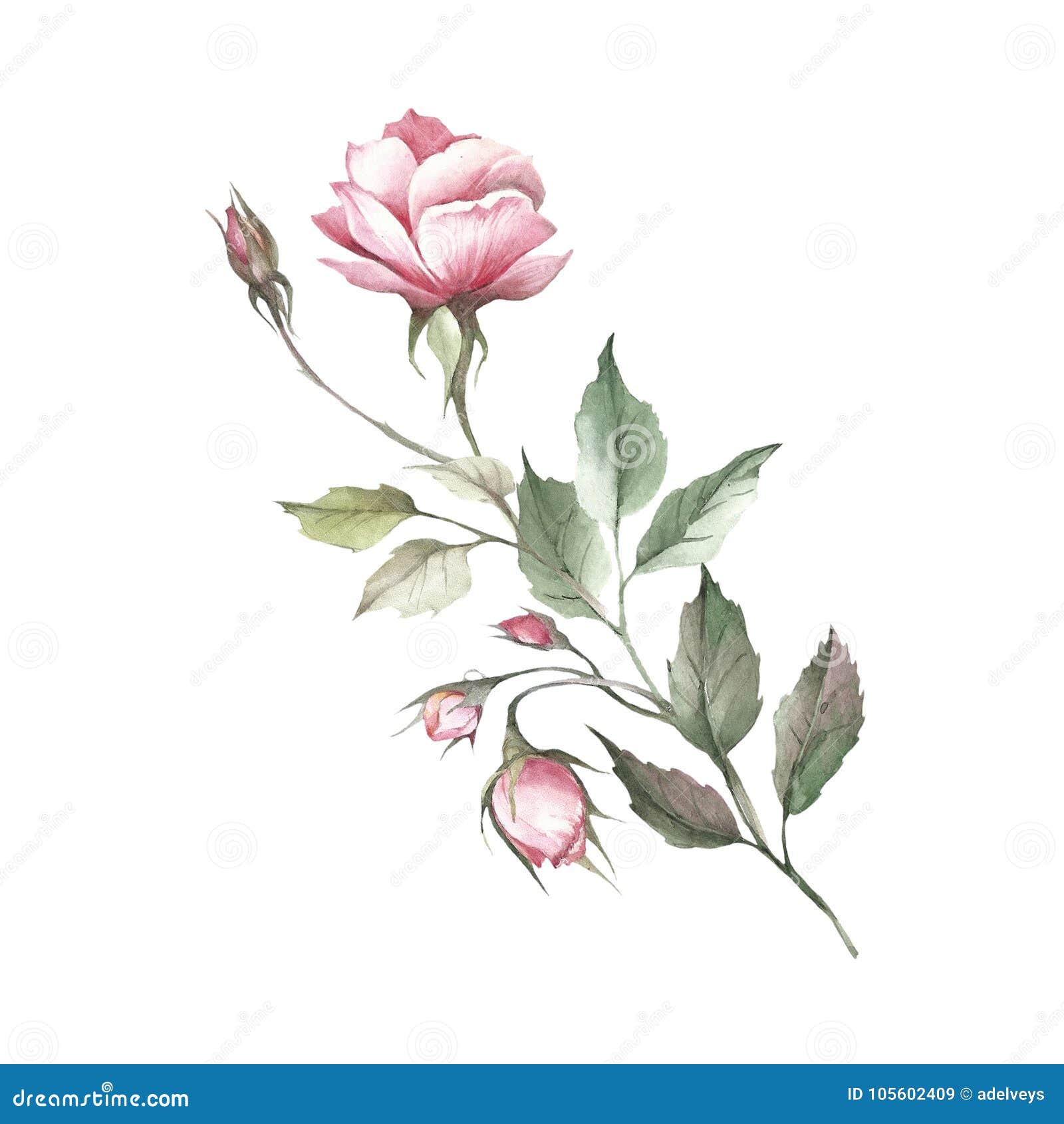 The Image of a Rose.Hand Draw Watercolor Illustration. Stock ...