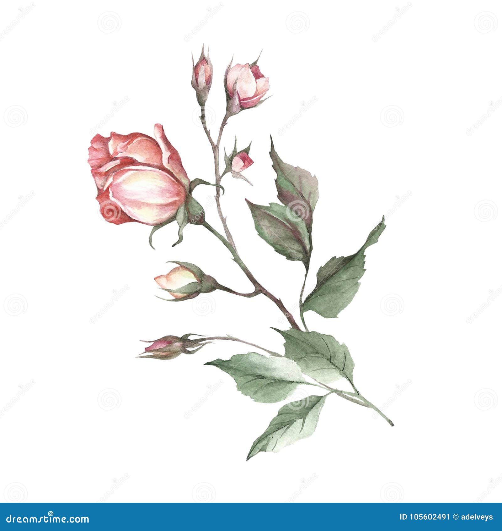 The Image of a Rose.Hand Draw Watercolor Illustration. Stock ...