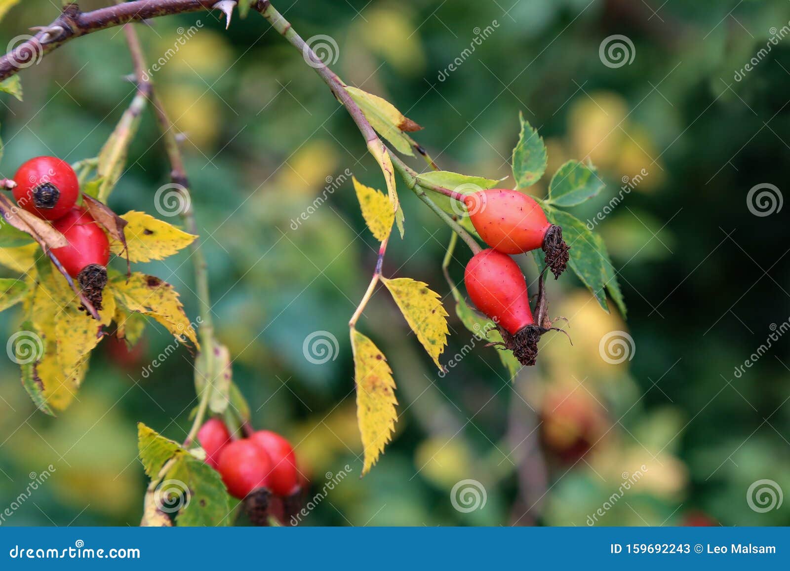 Image of Rose Hips on a Green Background Stock Image Image of plant
