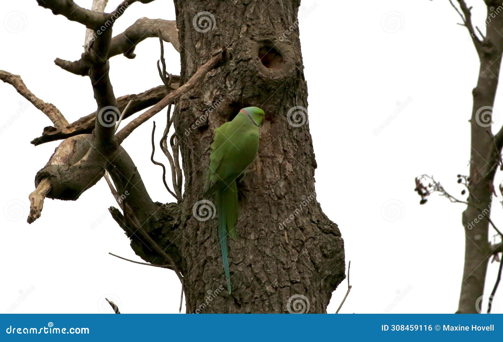 rose ringed parakeet clinging to a tree