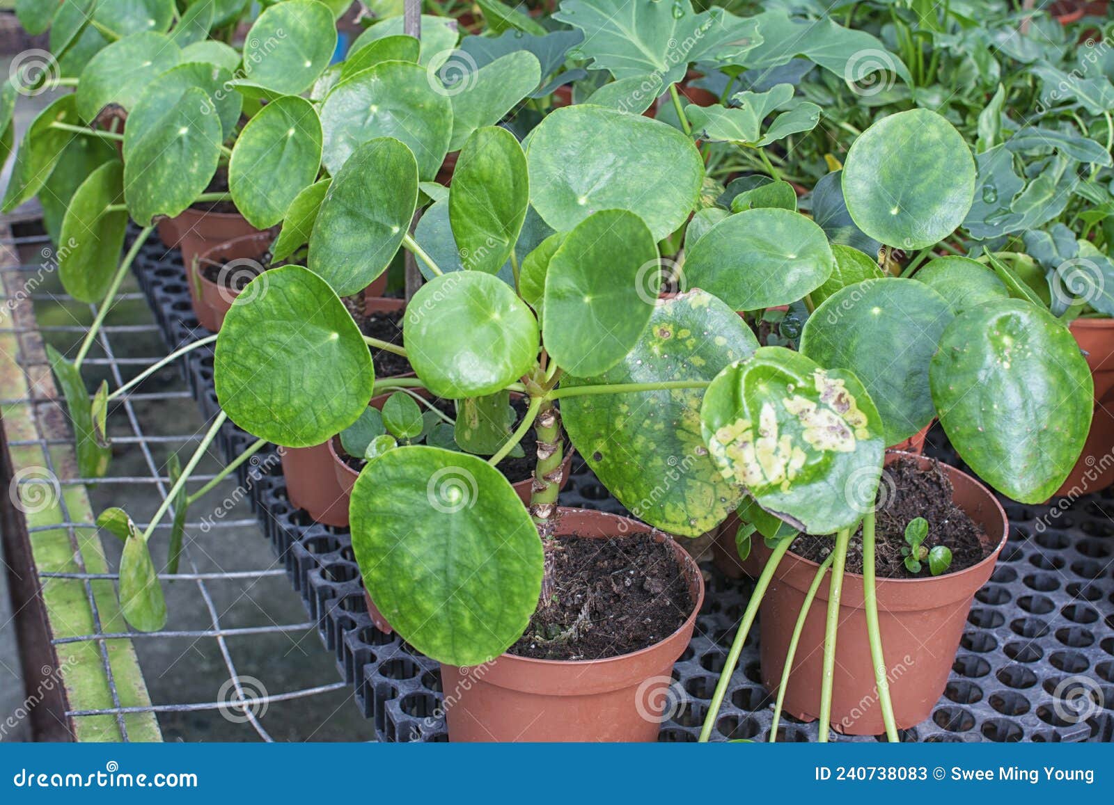 Round Leaves of the Peperomia Polybotya Plant Stock Image - Image of