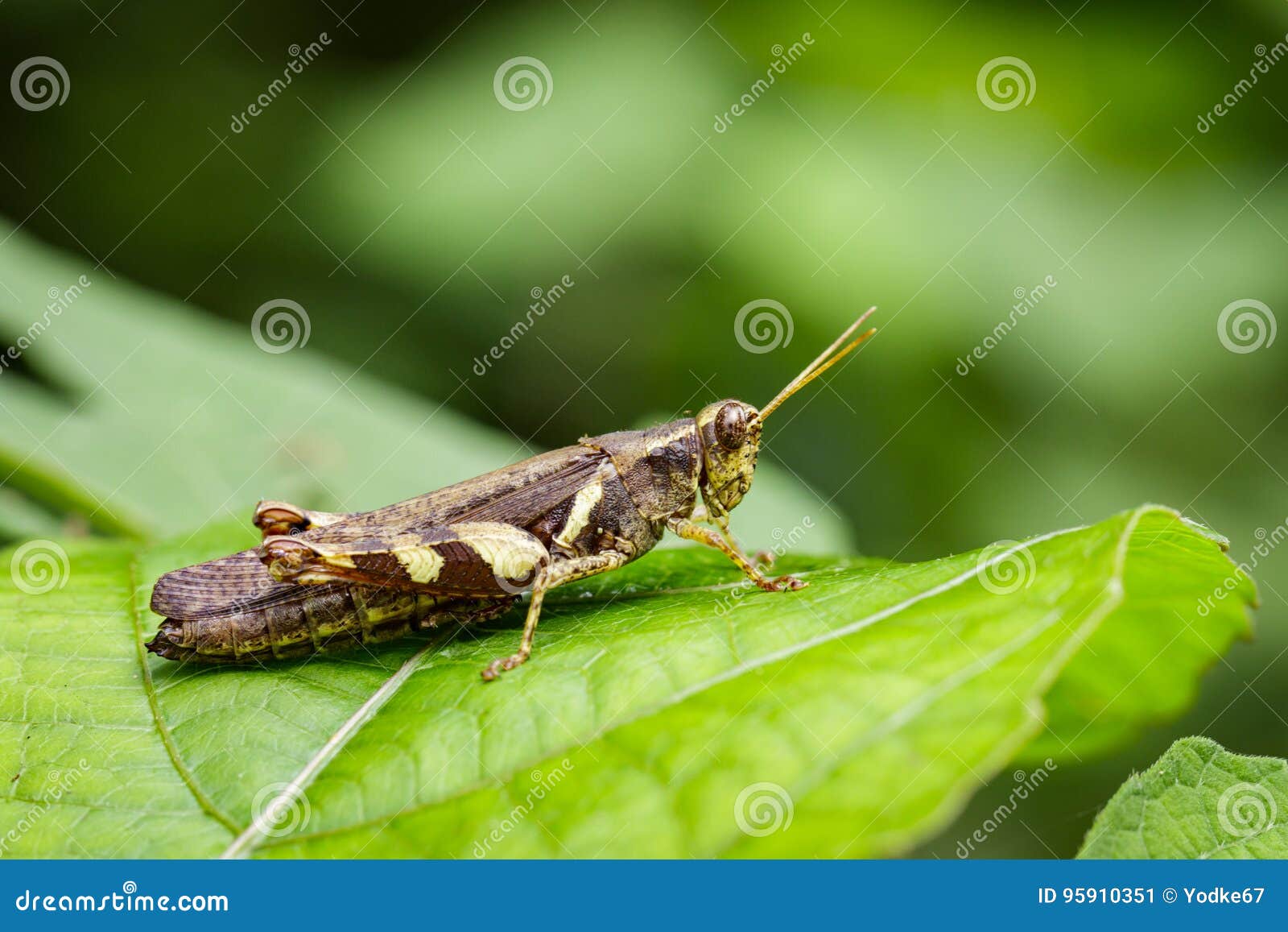 image of rufous-legged grasshopper.