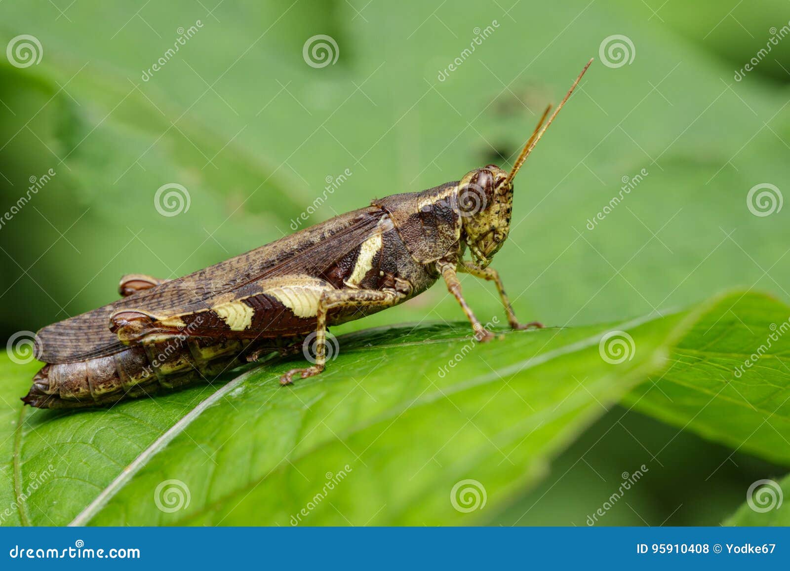 image of rufous-legged grasshopper & x28;xenocatantops humilis& x29;