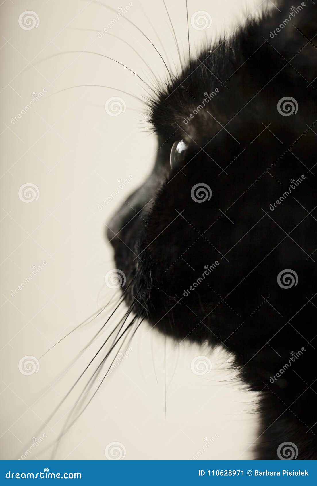 gatito, the black cat, a fluffy profile.