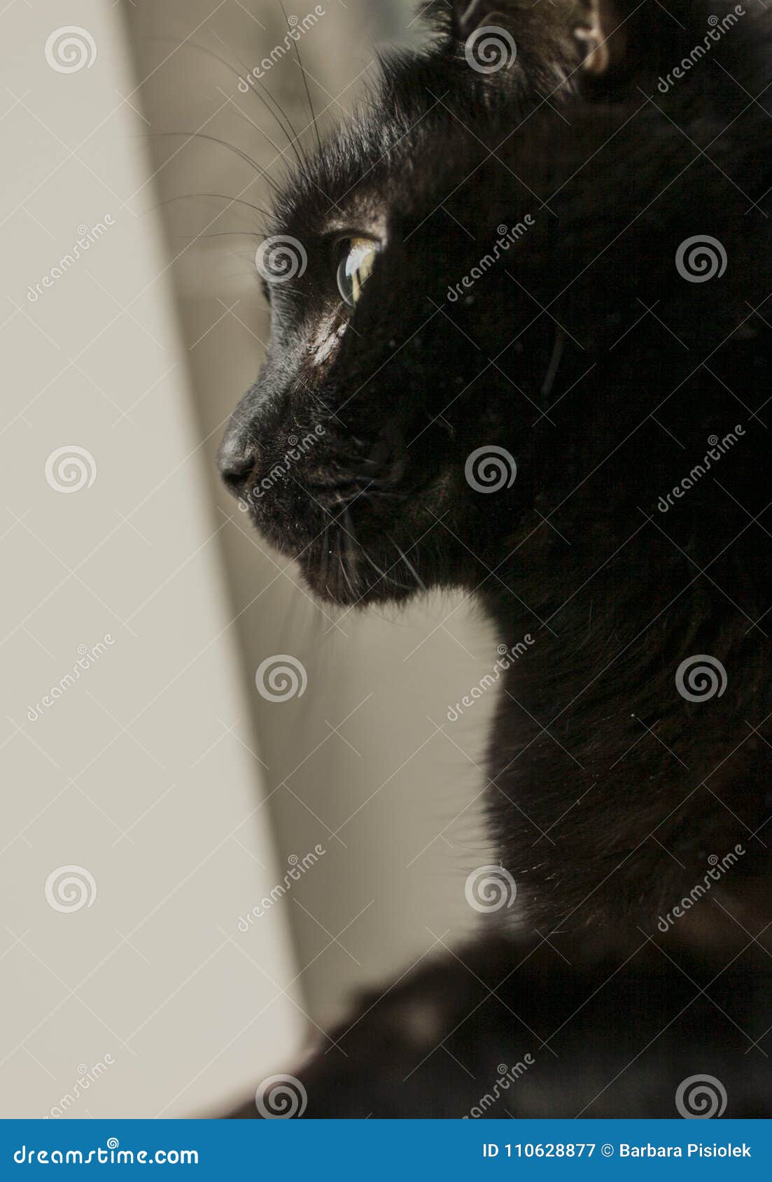 gatito, the black cat, a profile.