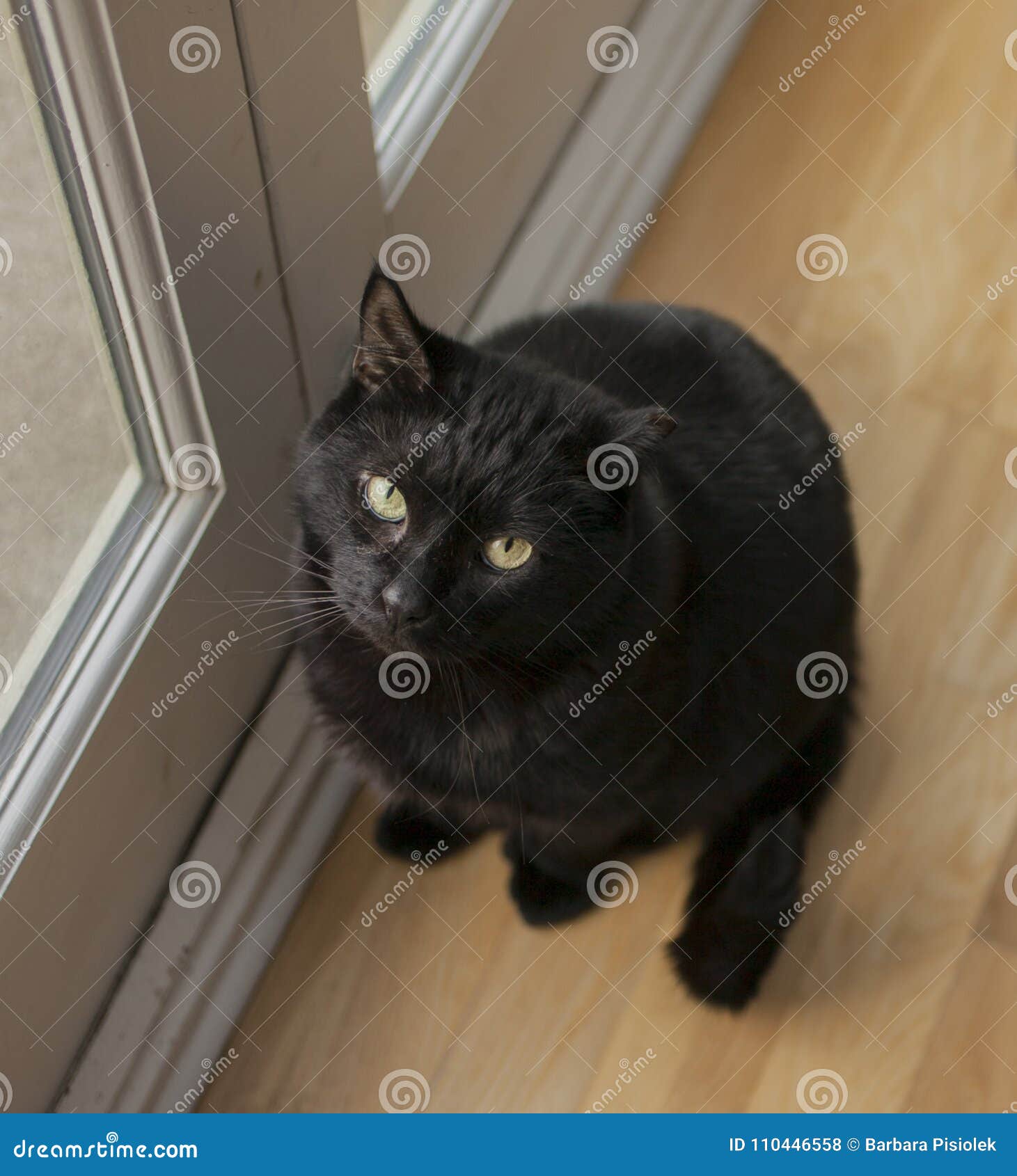 gatito, the black cat, looking up.