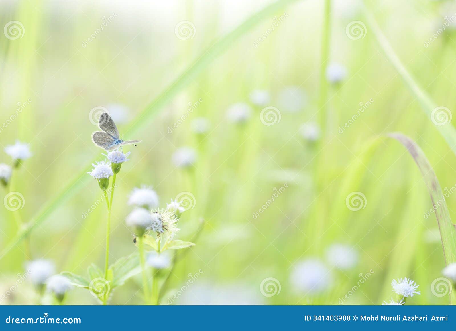 the image shows a close-up of a small butterfly perched on a delicate, light blue flower